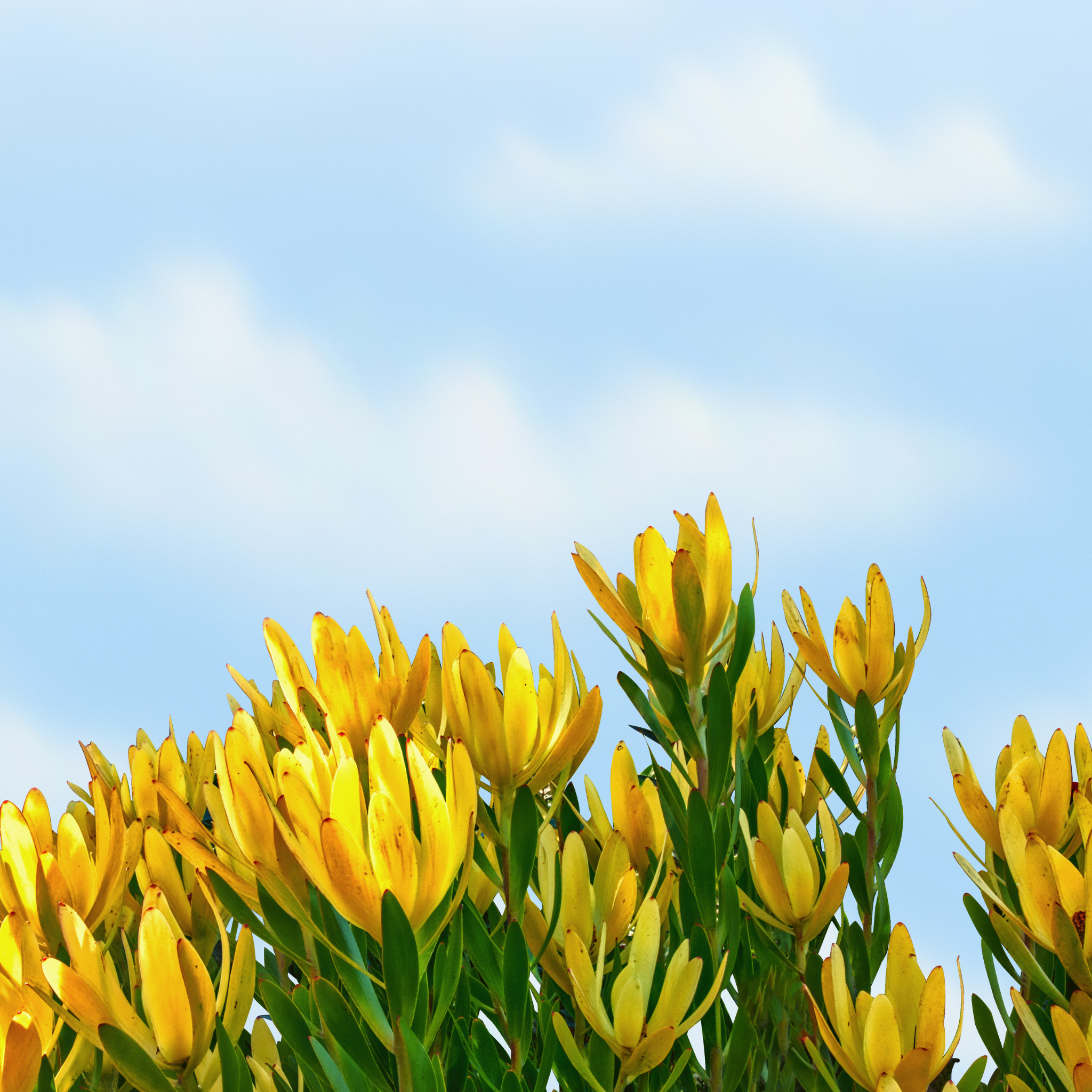 Safari Goldstrike Conebush - Leucadendron salignum Safari Goldstrike