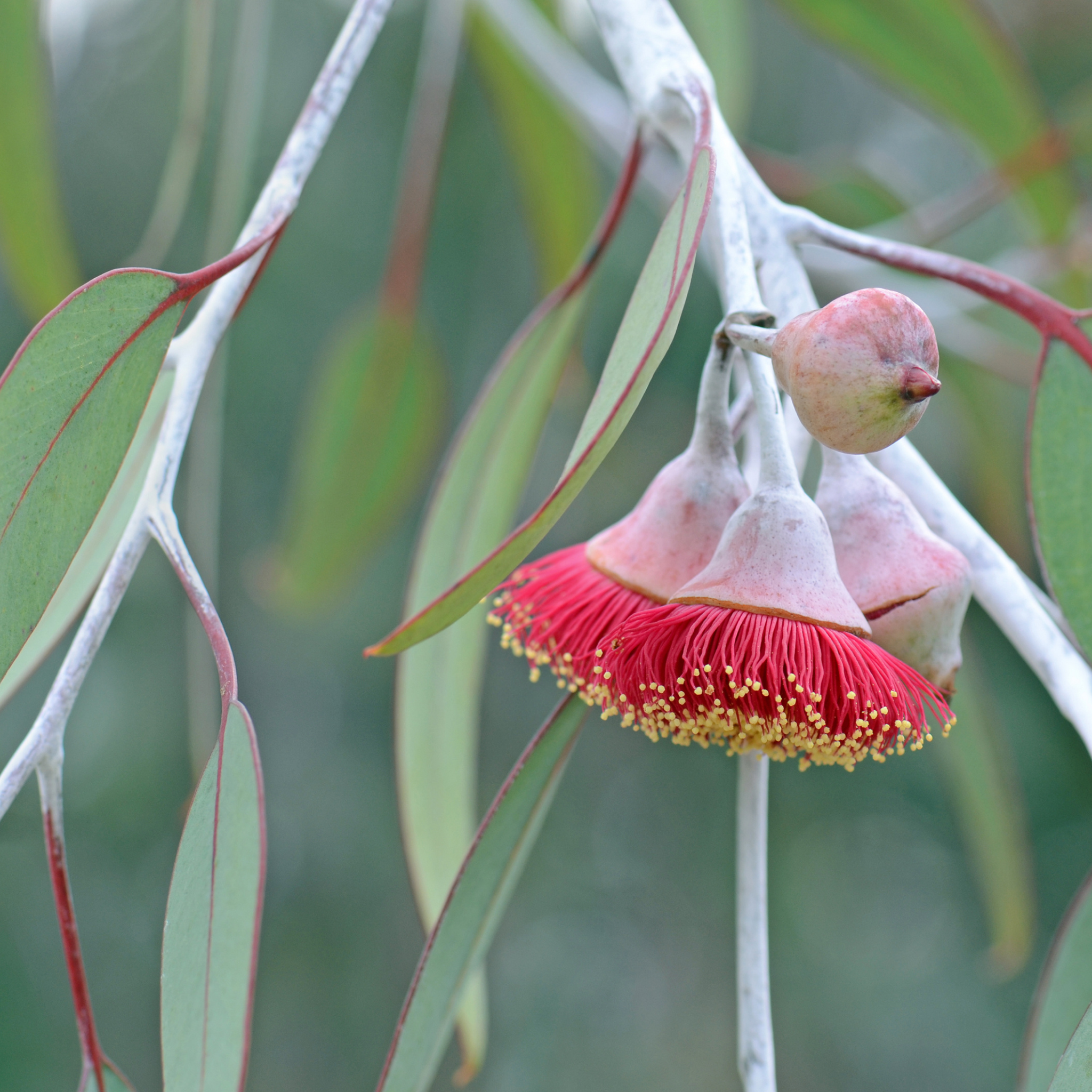 Eucalyptus Silver Princess Gum - Eucalyptus caesia Silver Princess
