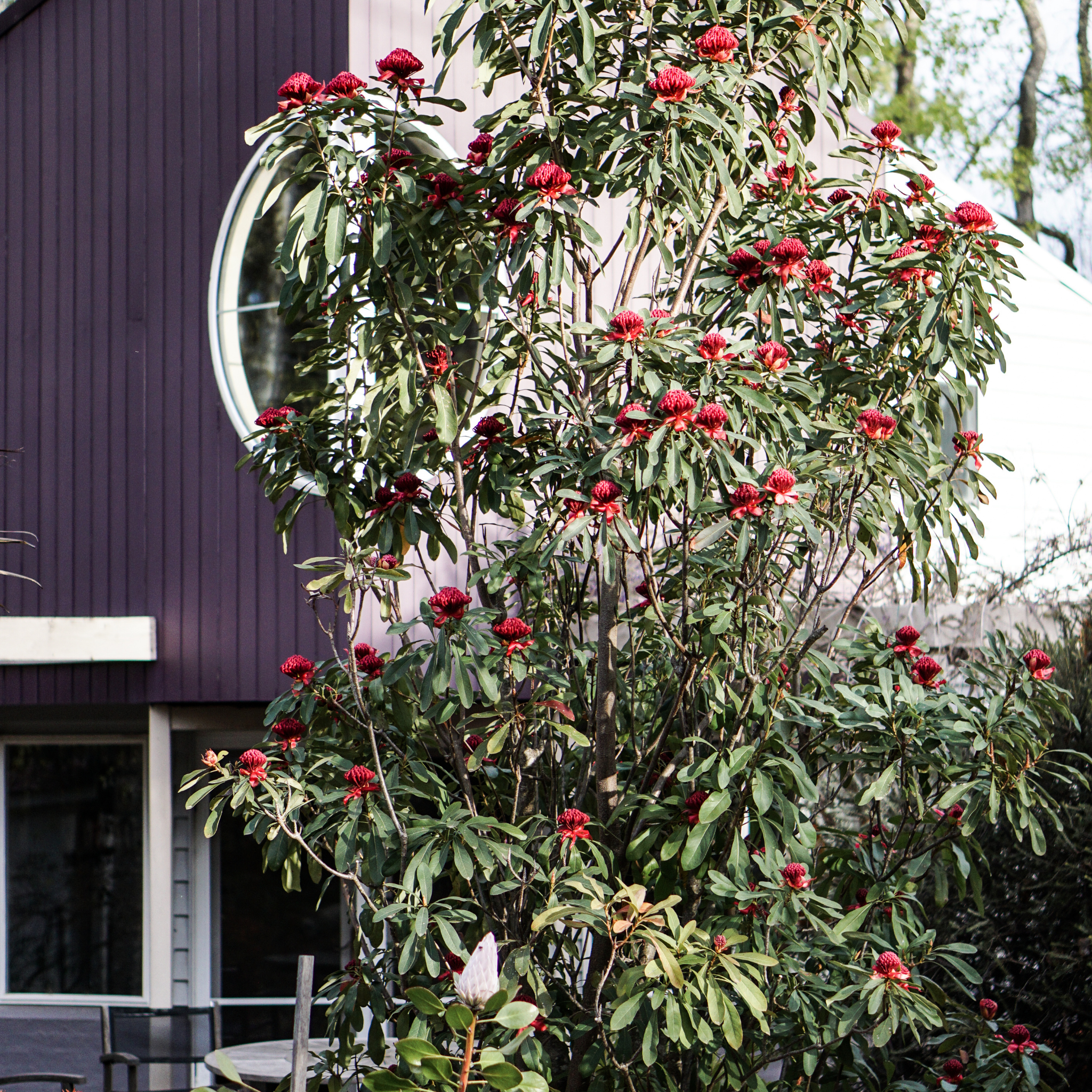 Waratah Gembrook - Telopea hybrida Gembrook