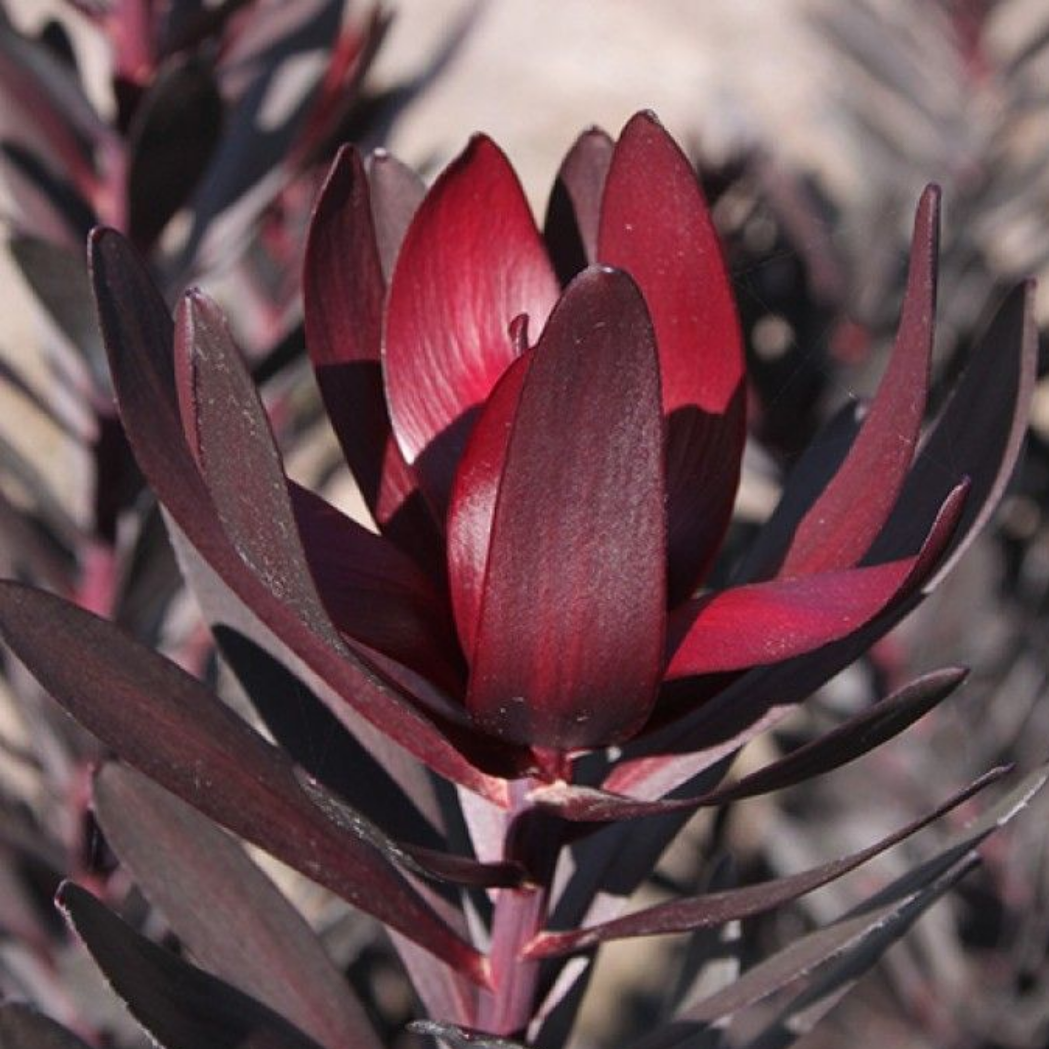 Burgundy Sunset Conebush - Leucadendron laureolum Burgundy Sunset