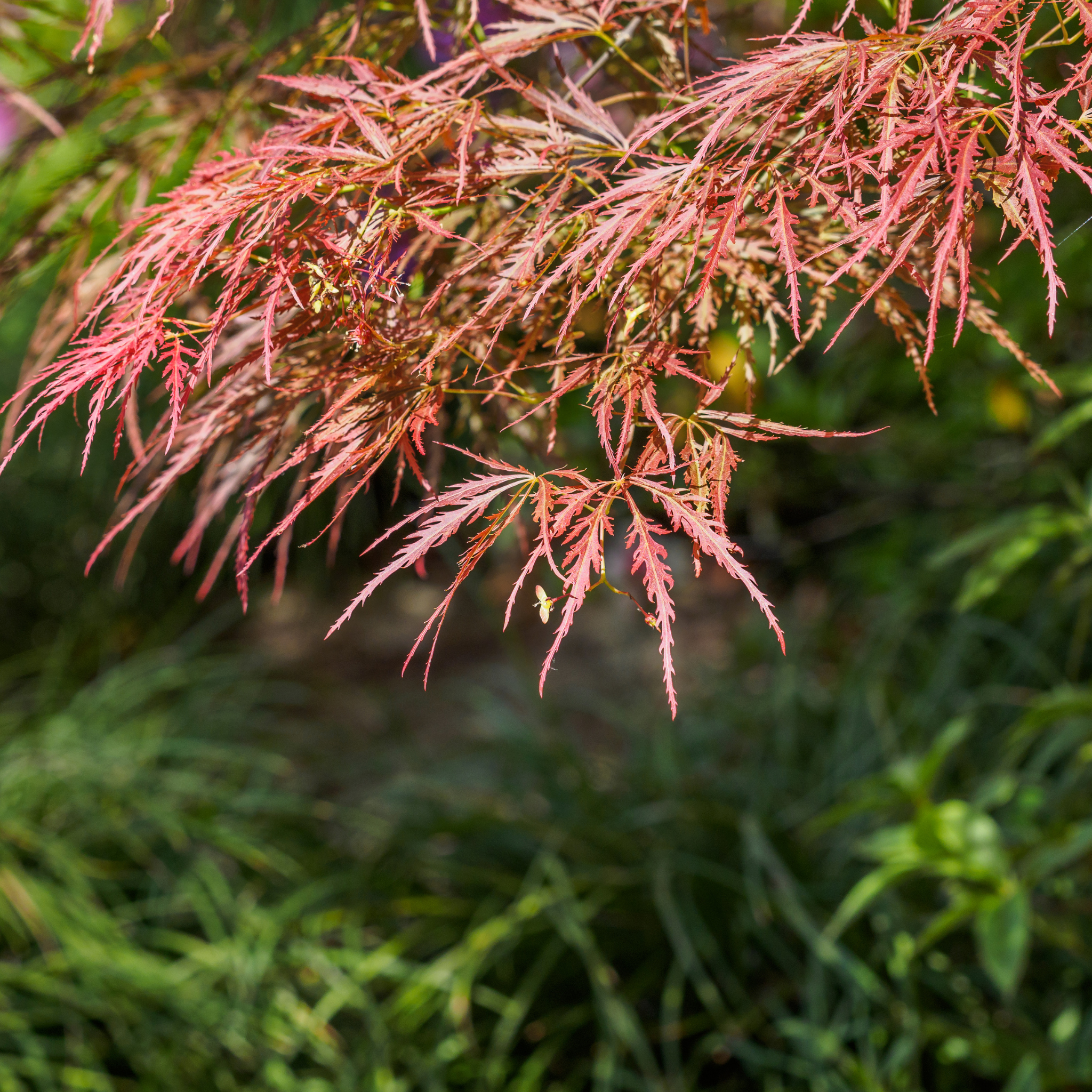 Weeping Japanese Maple Atropurpureum - Acer palmatum Dissectum Atropurpureum