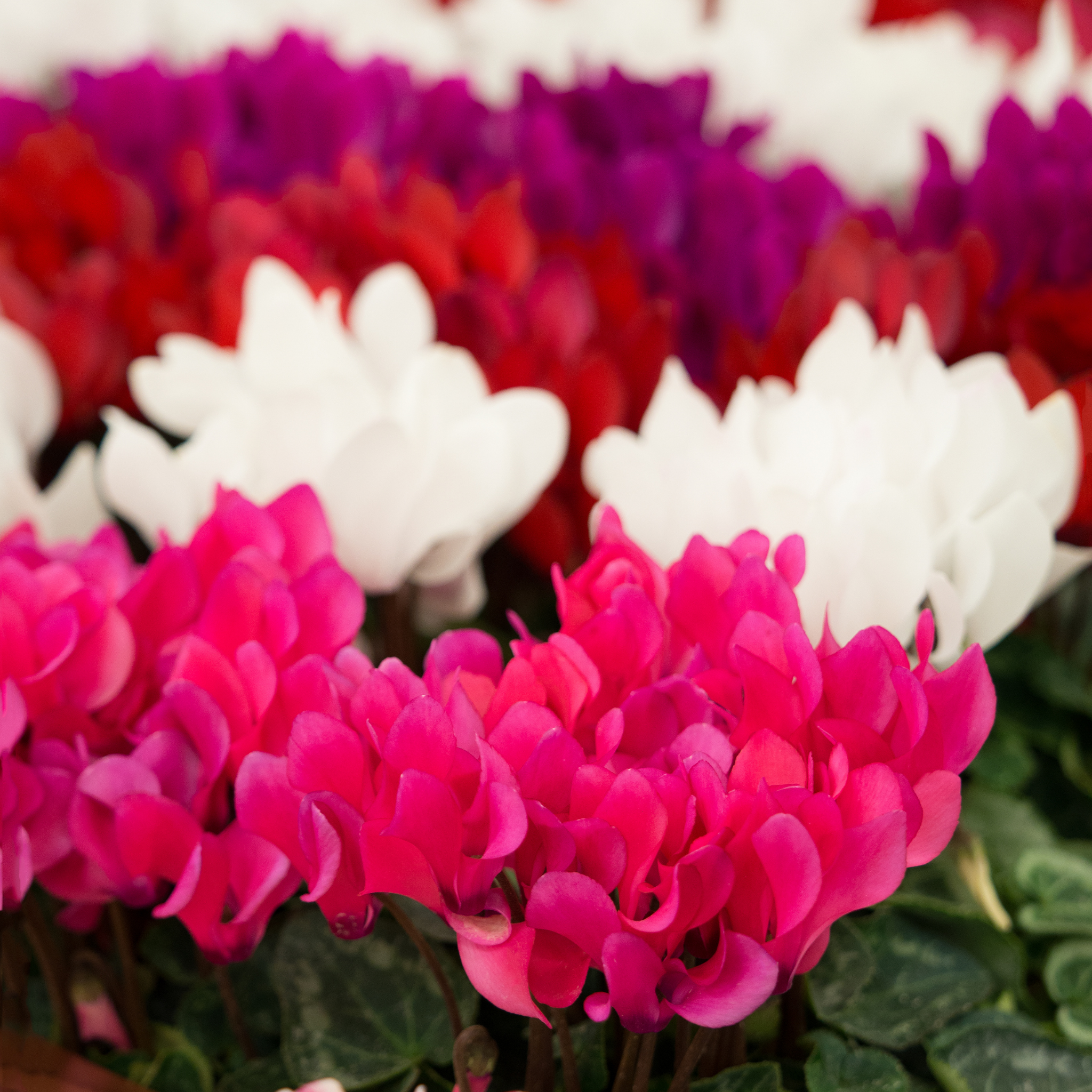 Cyclamen Assorted