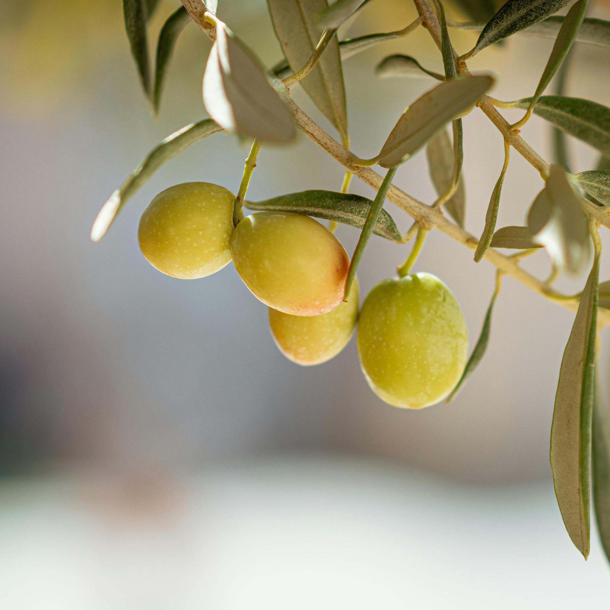 Dwarf Olive Garden Harvest - Olea europaea Garden Harvest