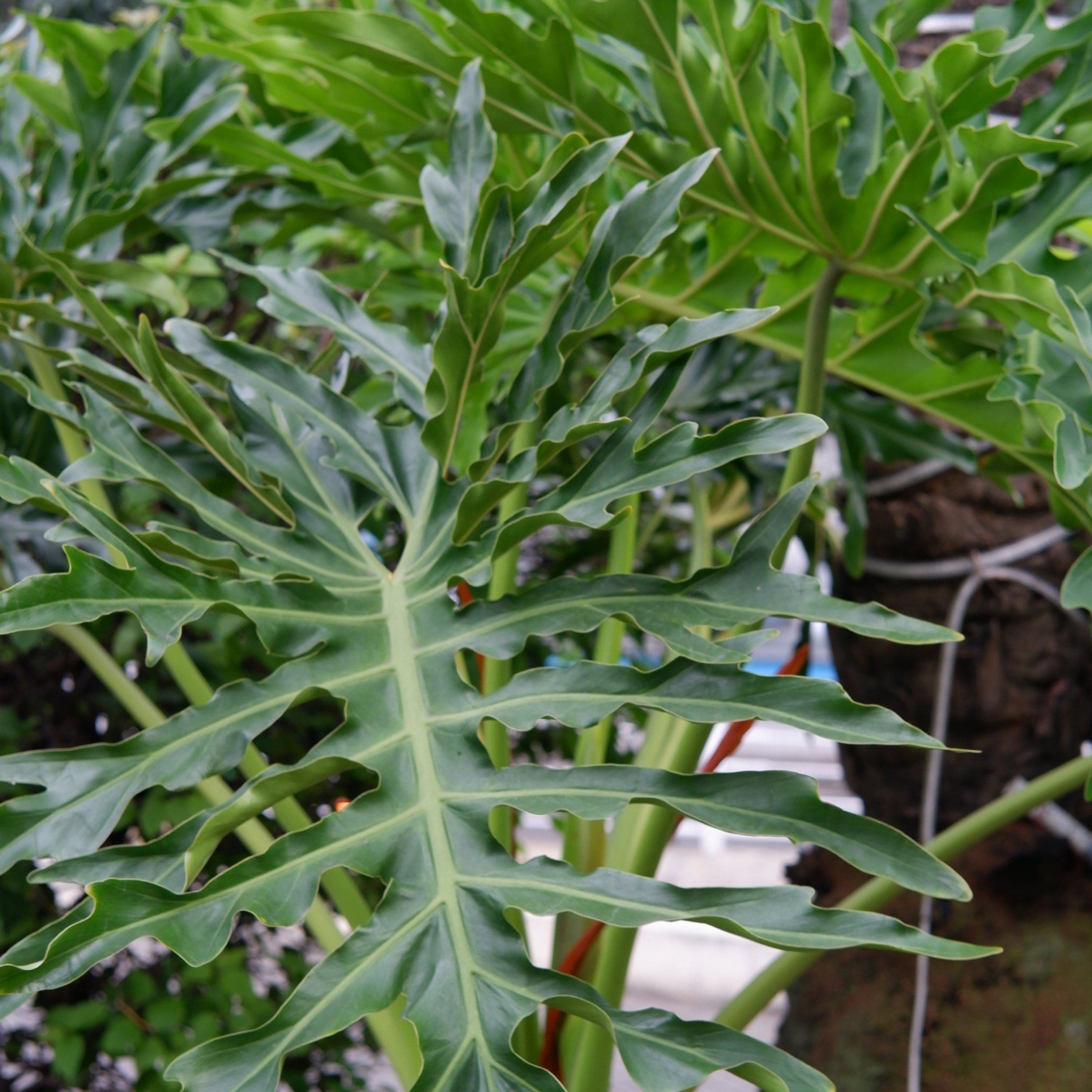 Xanadu Philodendron - Philodendron Xanadu