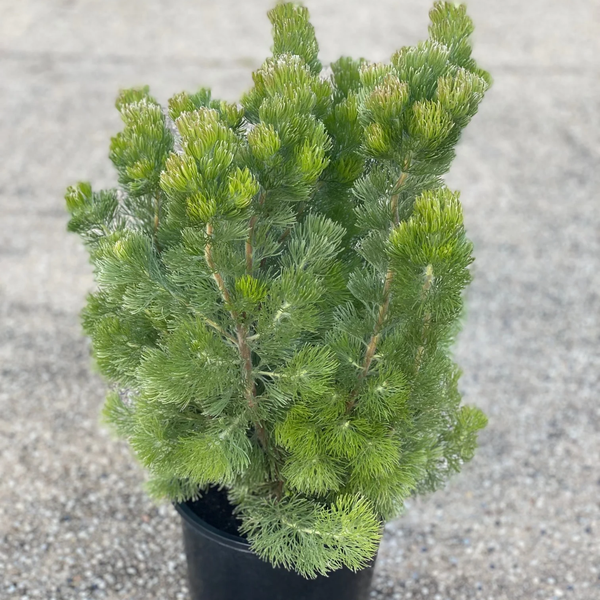 Potted coniferous plant on a textured gray surface