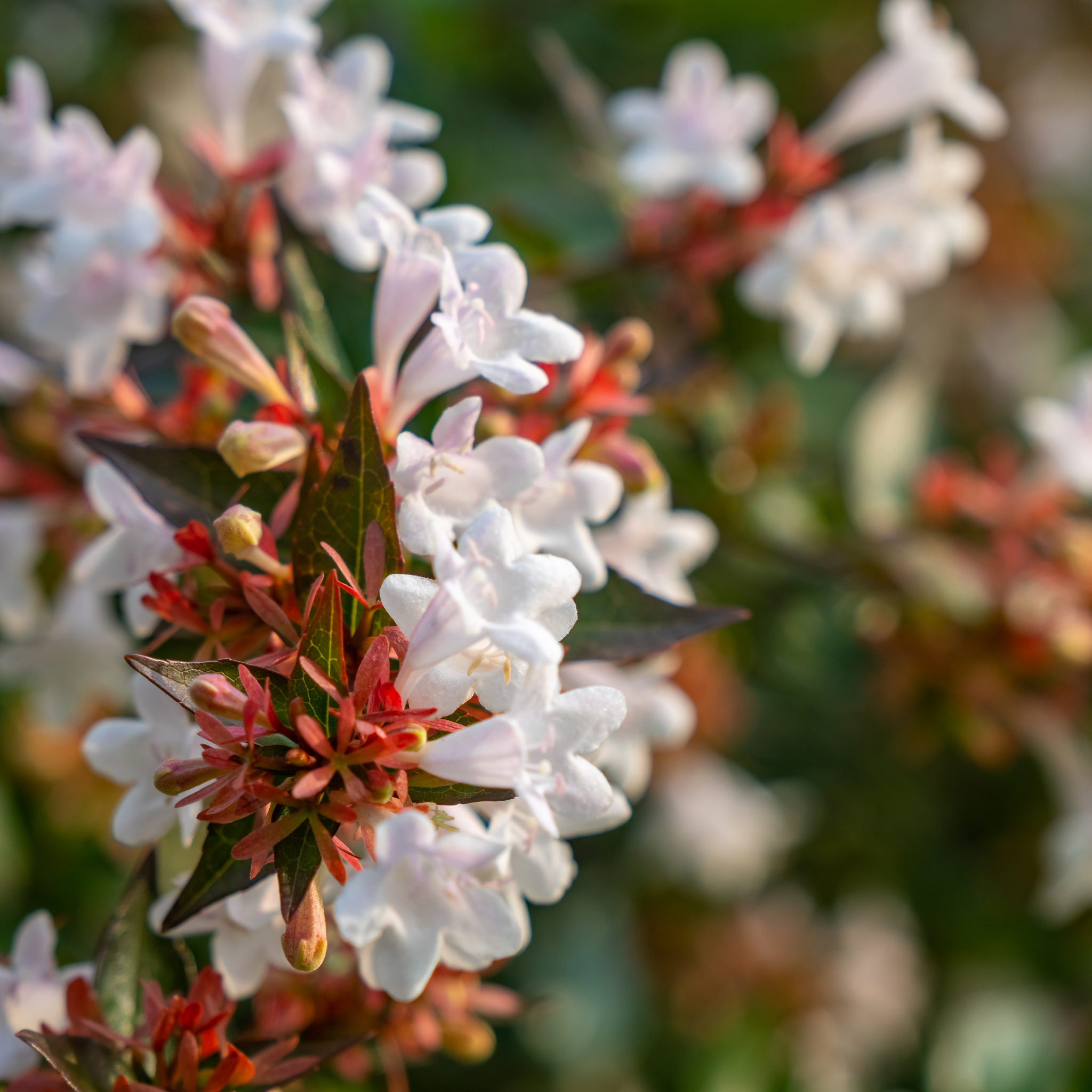 Dwarf Glossy Abelia - Abelia grandiflora 'Nana'
