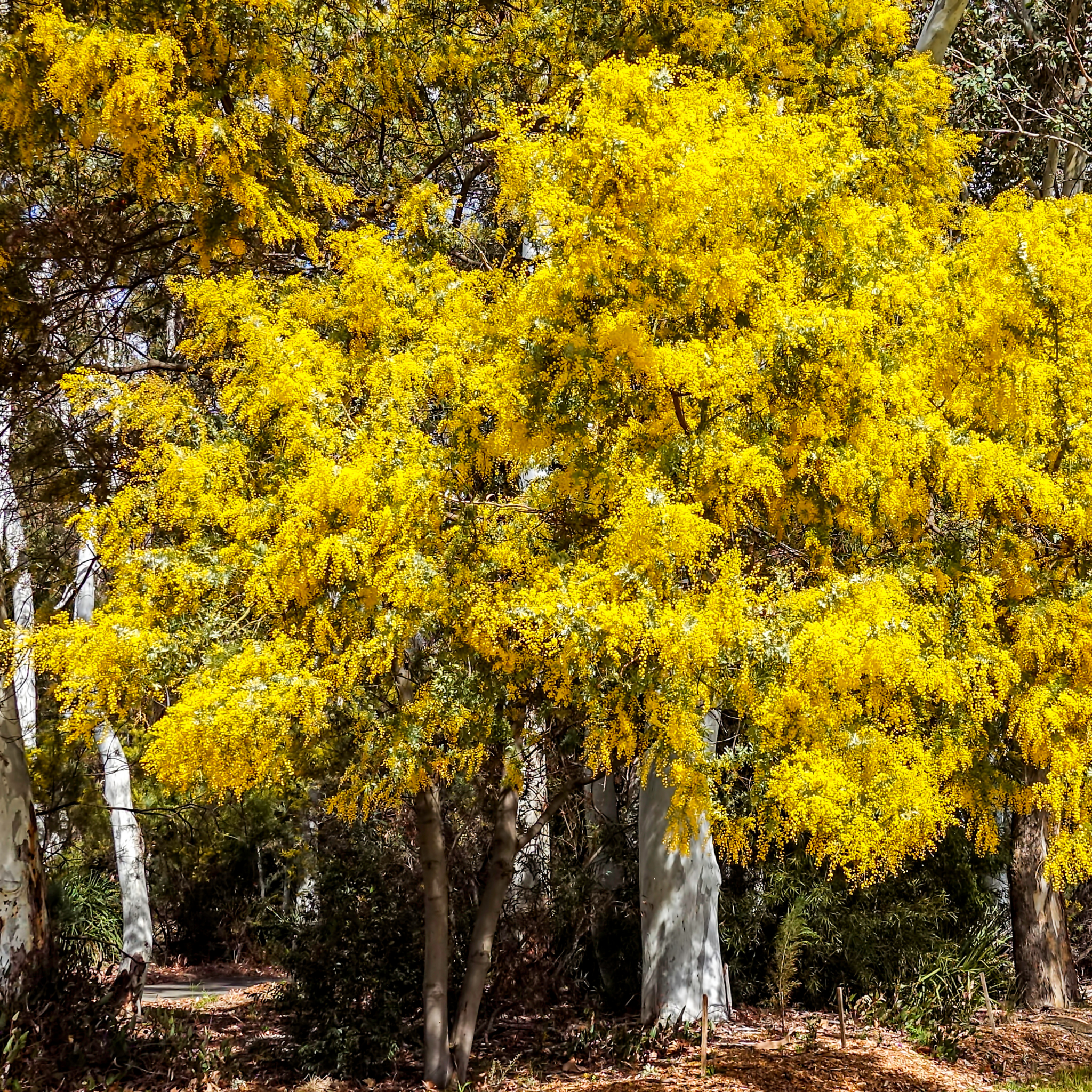 Acacia Golden Wattle - Acacia pycnantha
