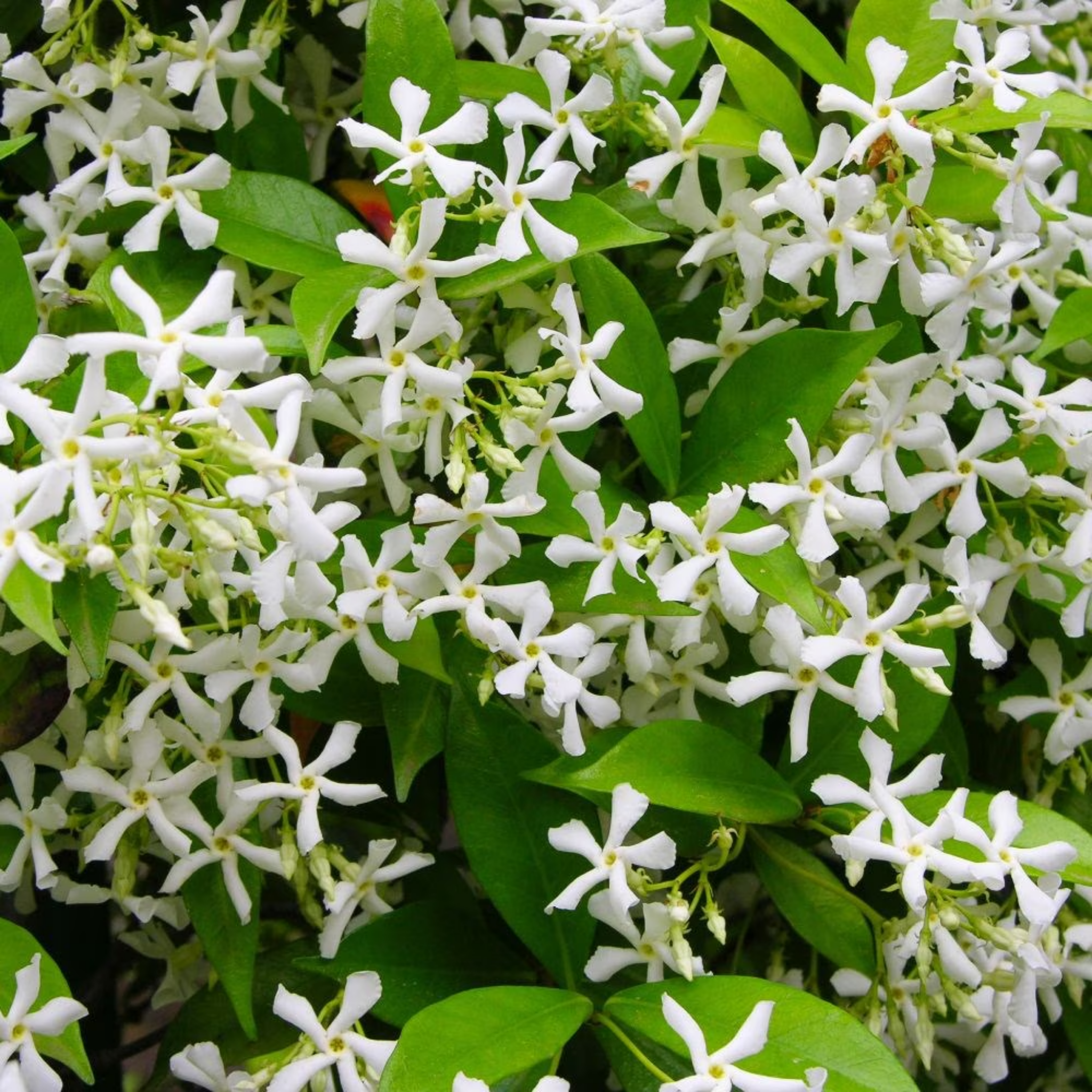 Chinese Star Jasmine - Trachelospermum jasminoides Jessamine