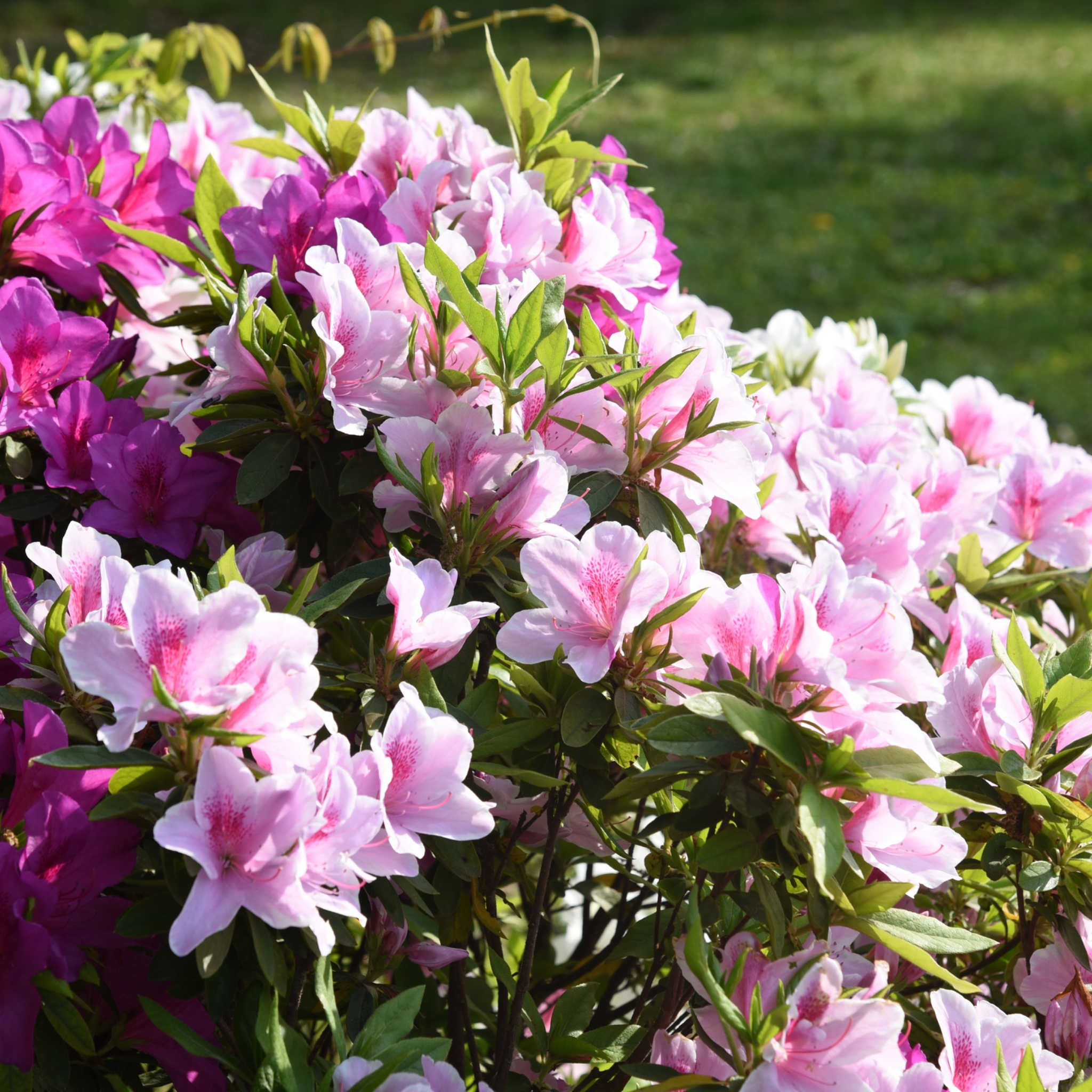 Bouquet of pink and purple flowers with green leaves on a blurred green background