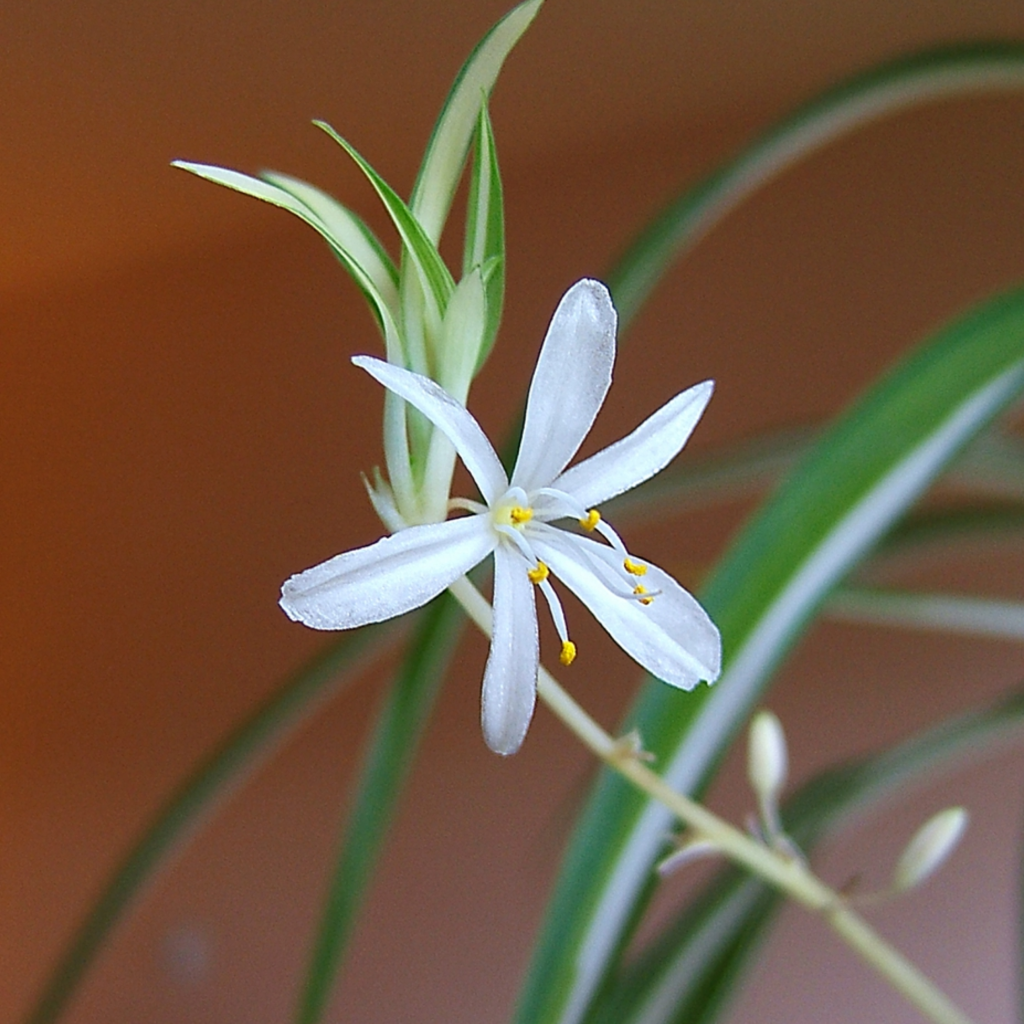 White flower with green leaves against a blurred brown background
