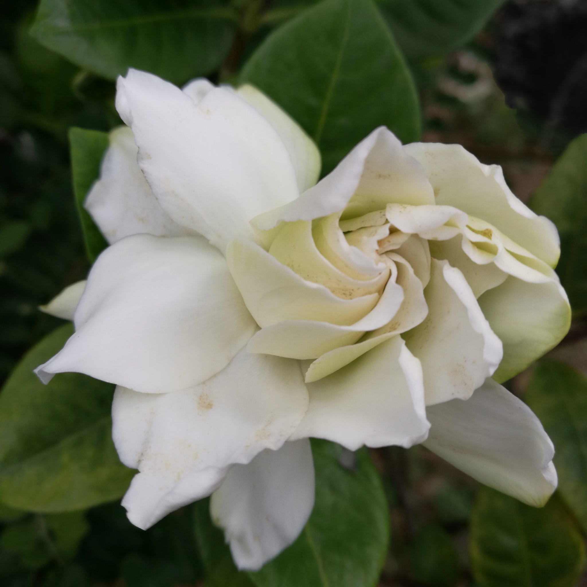 Gardenia augusta 'Magnifica'