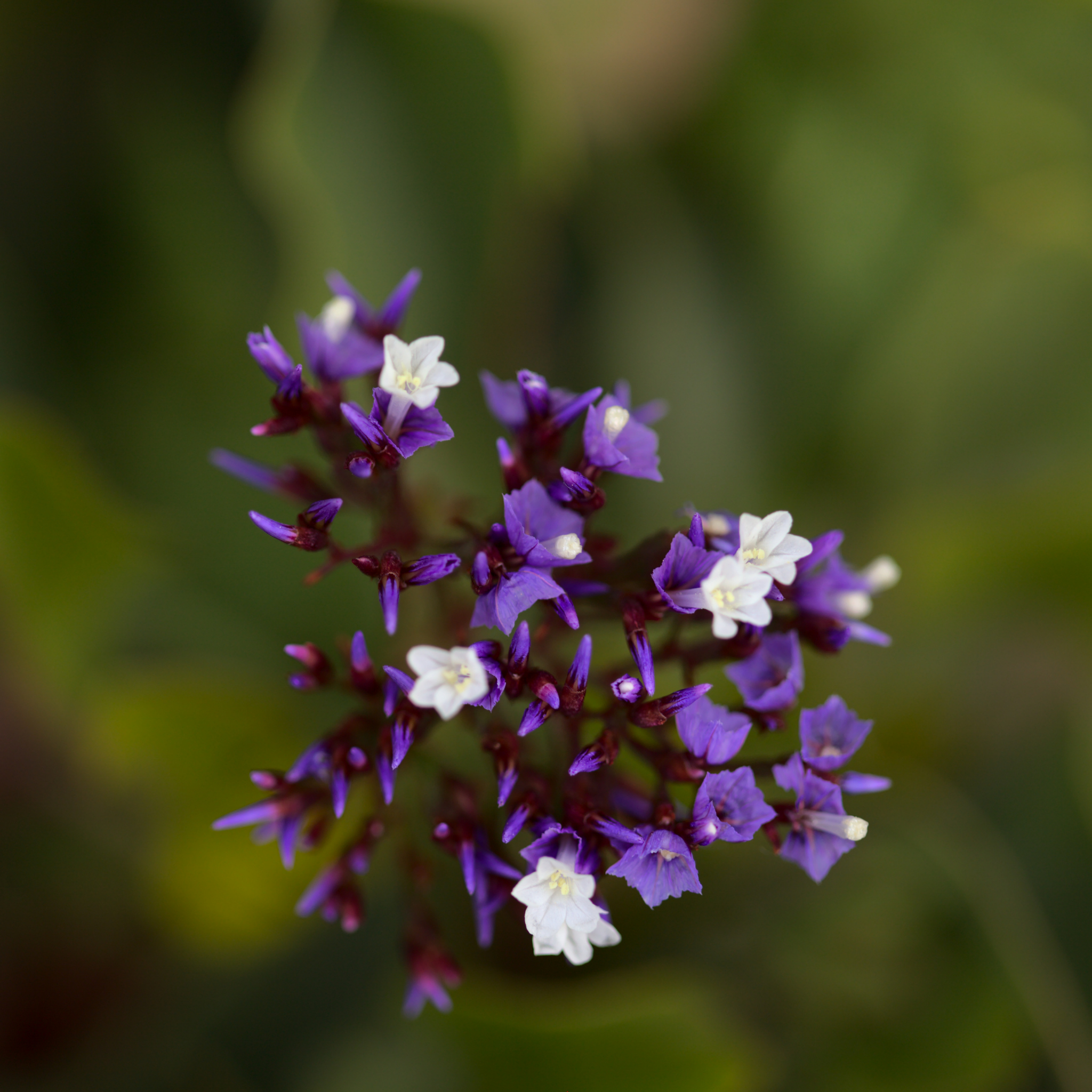 Sea Lavender - Limonium perezii