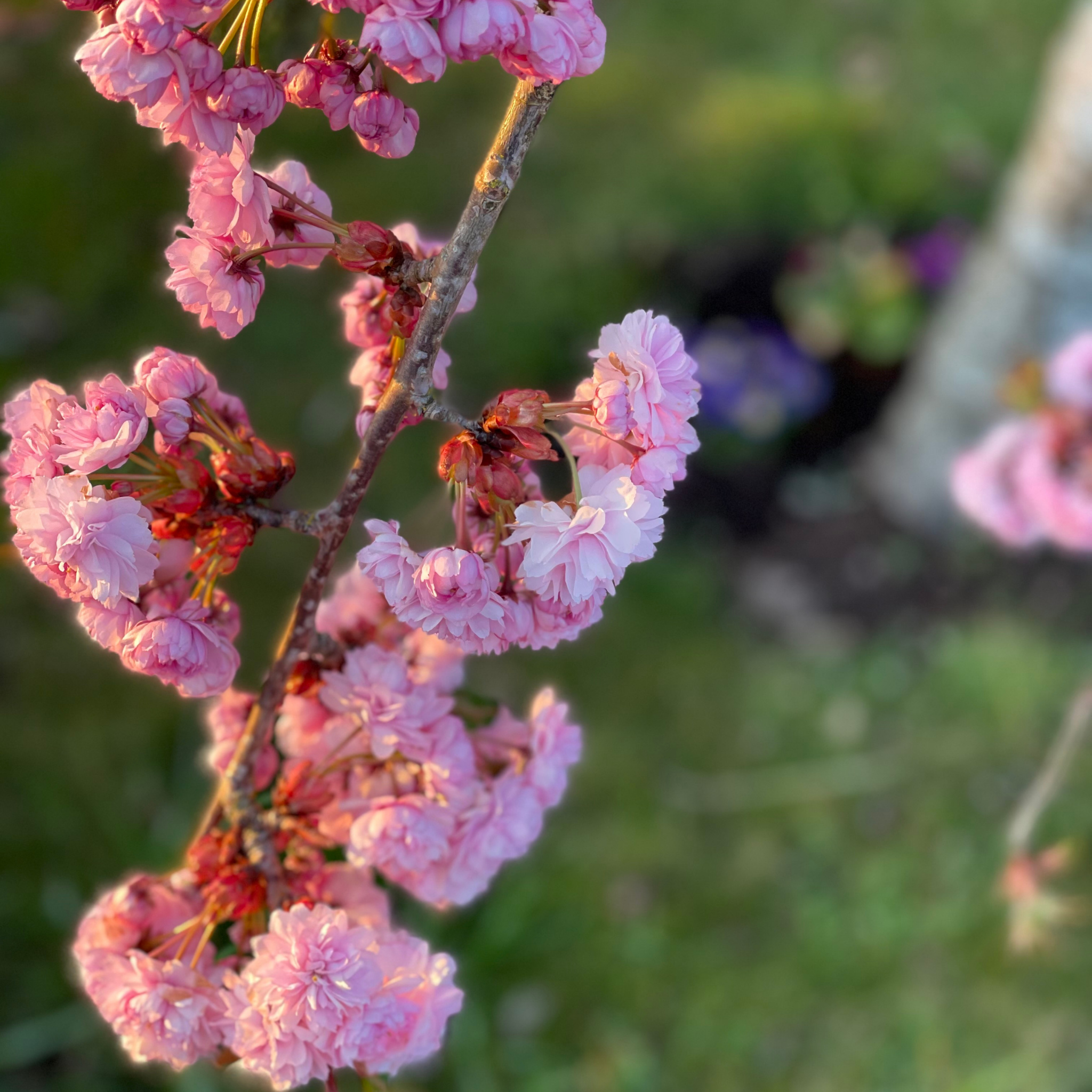 Close-up of pink cherry blossoms with a blurred natural background