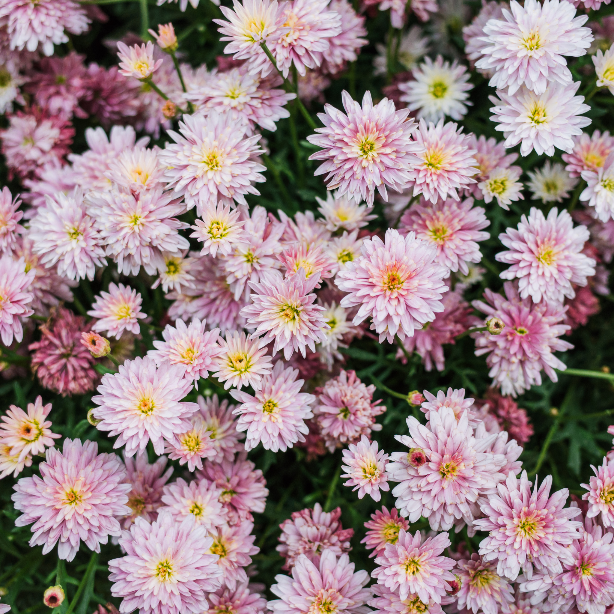 Marguerite Daisy Honeybees Spider Pink - Argyranthemum hybrida 'Honeybees Spider Pink'
