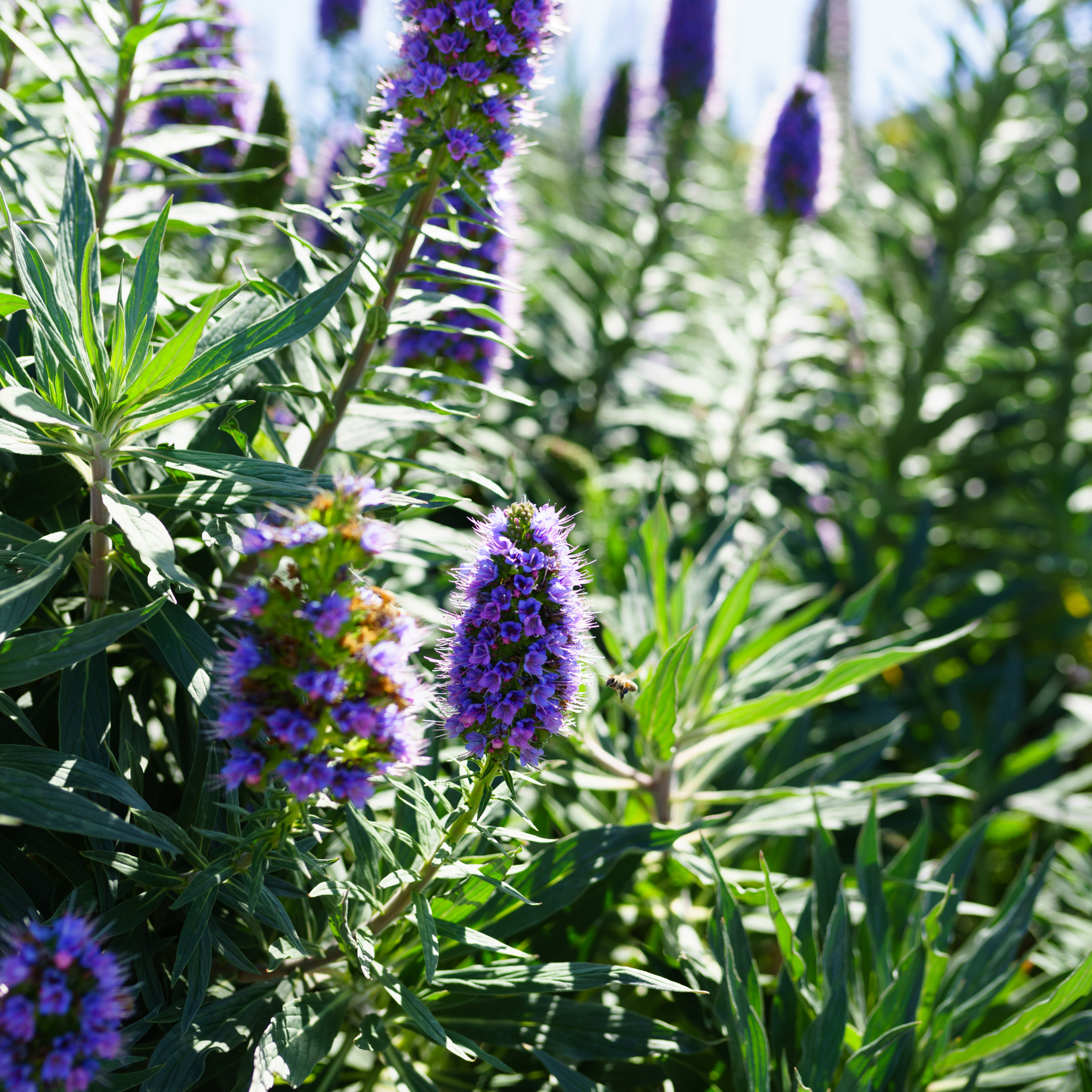 Pride of Madeira - Echium candicans