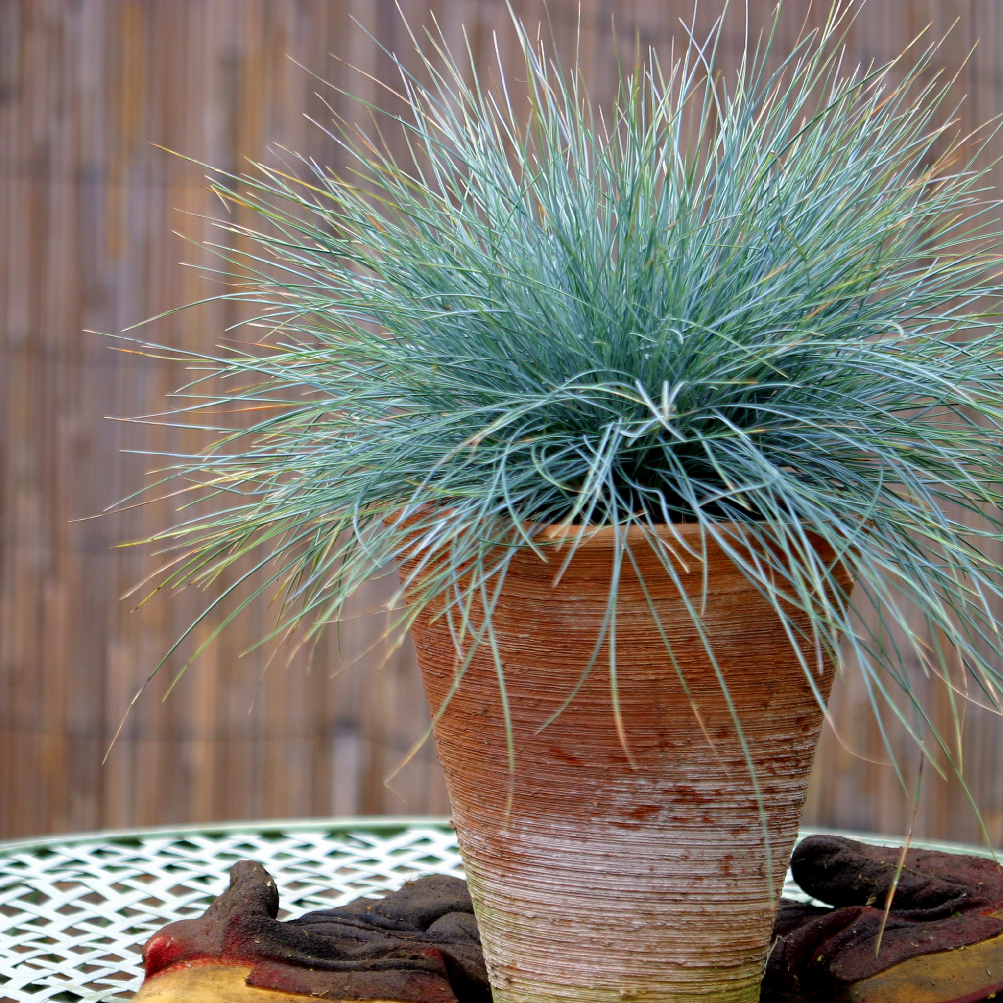 Blue Fescue - Festuca glauca