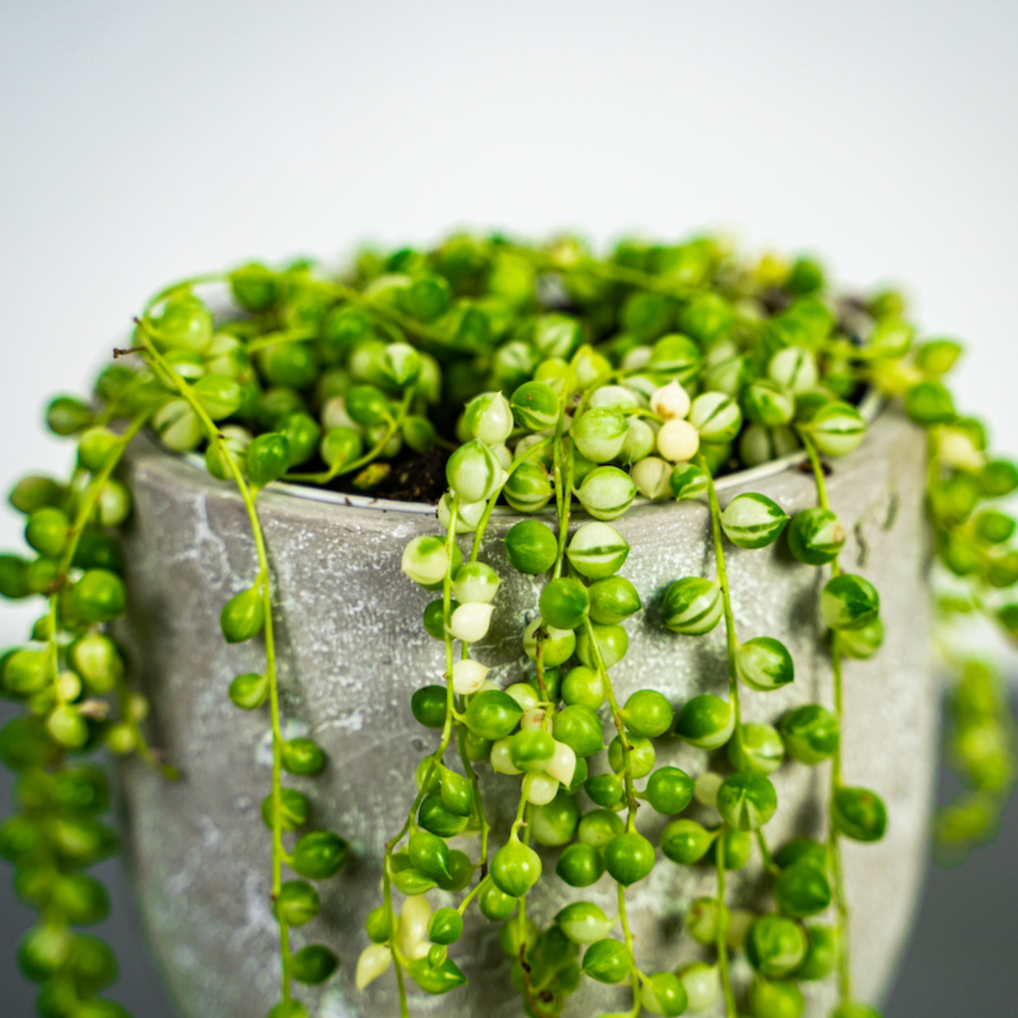 Variegated String of Pearls - Senecio rowleyanus Variegata