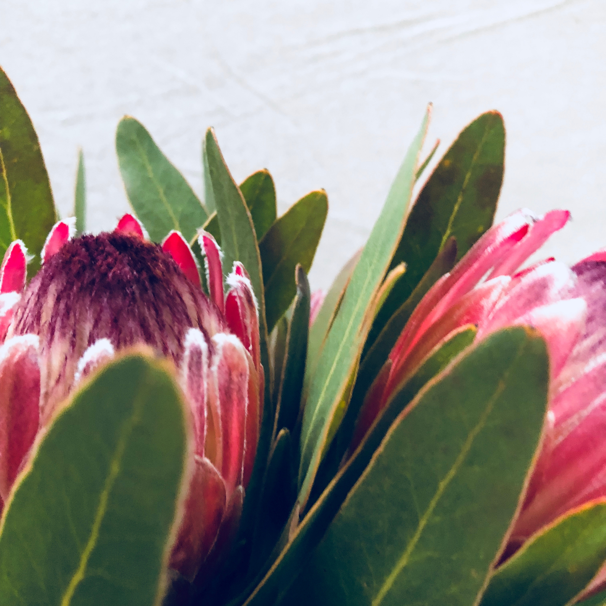 Close-up of pink protea flowers with green leaves against a light background