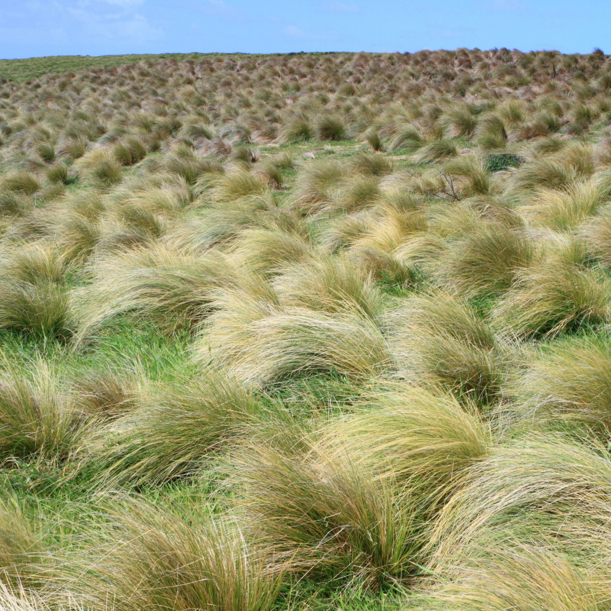 Field of tussock grass