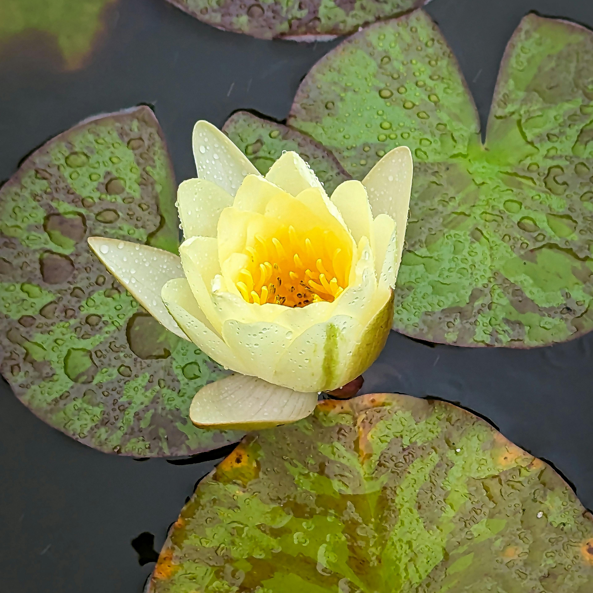 Yellow Water Lily - Nymphaea hybrida Yellow