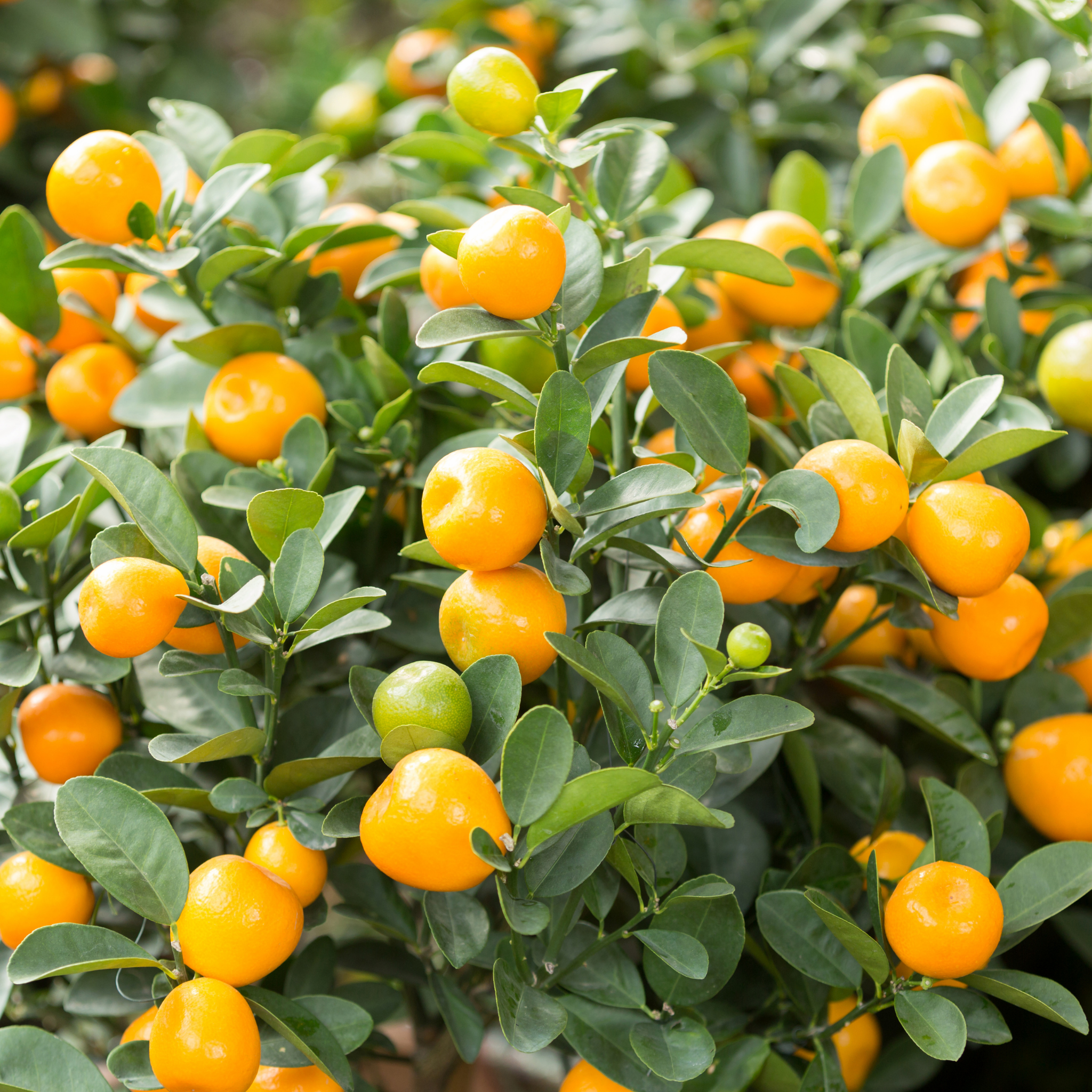 Australian Cumquat - Fortunella japonica Calamondin