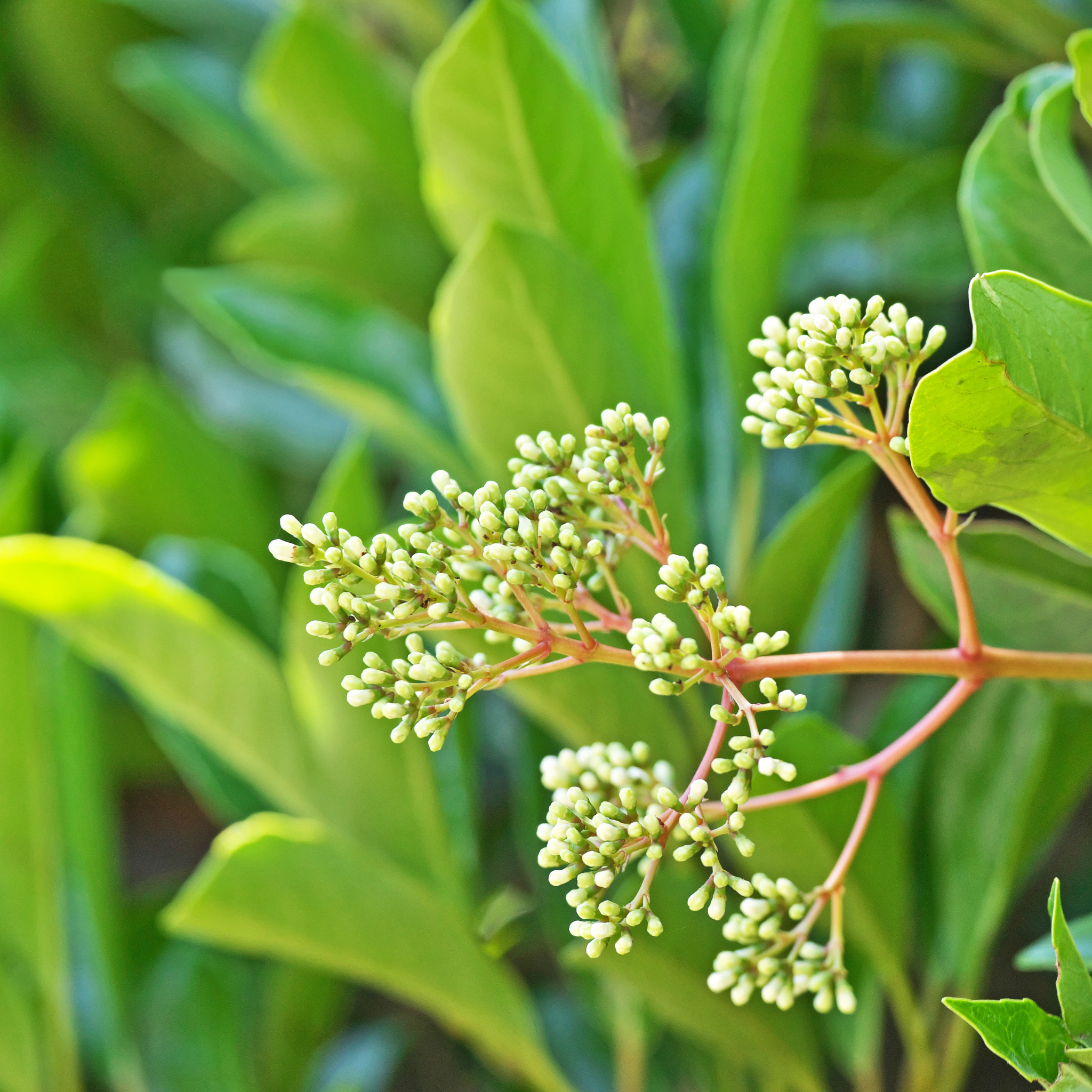 Sweet Viburnum Dense Fence - Viburnum odoratissimum Dense Fence PBR