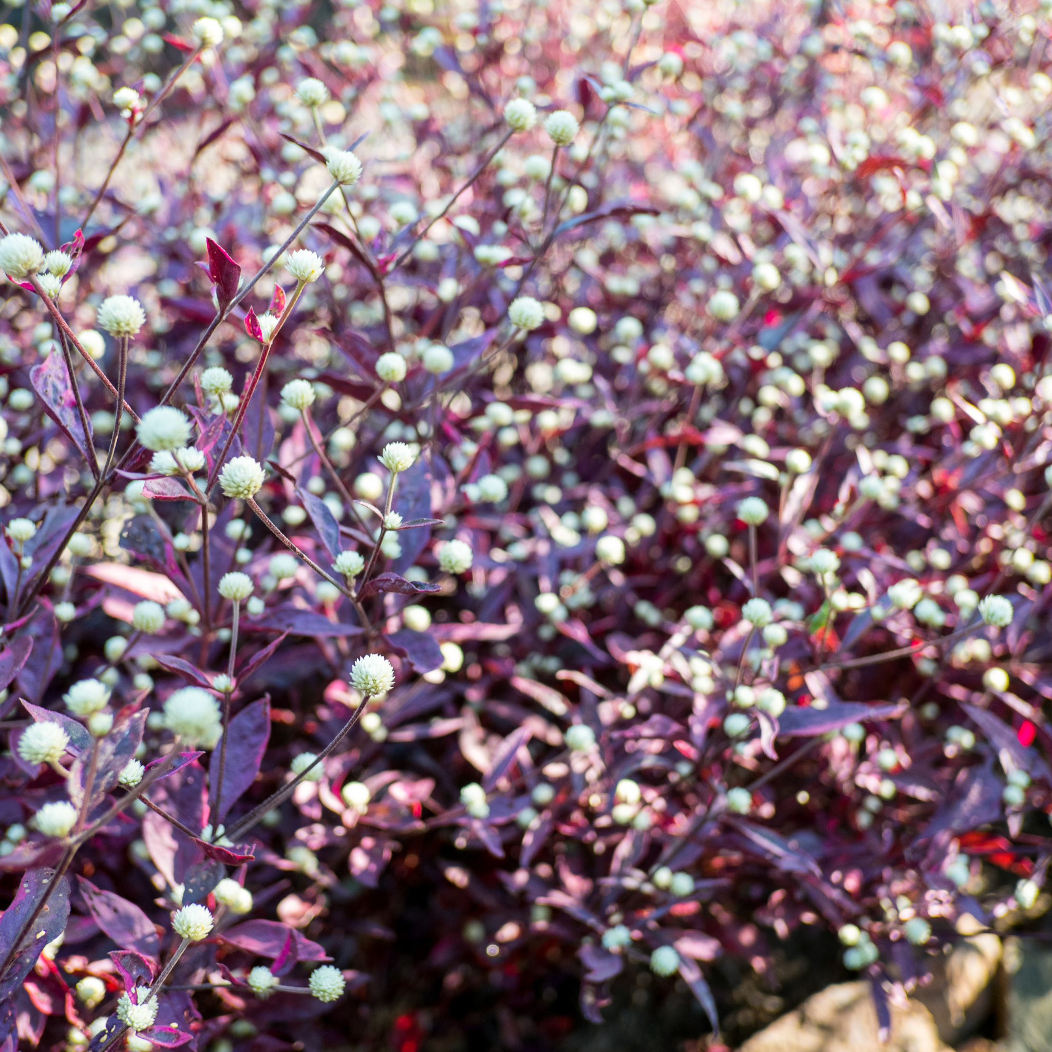 Alternanthera Little Maroon - Alternanthera dentata 'Little Maroon'