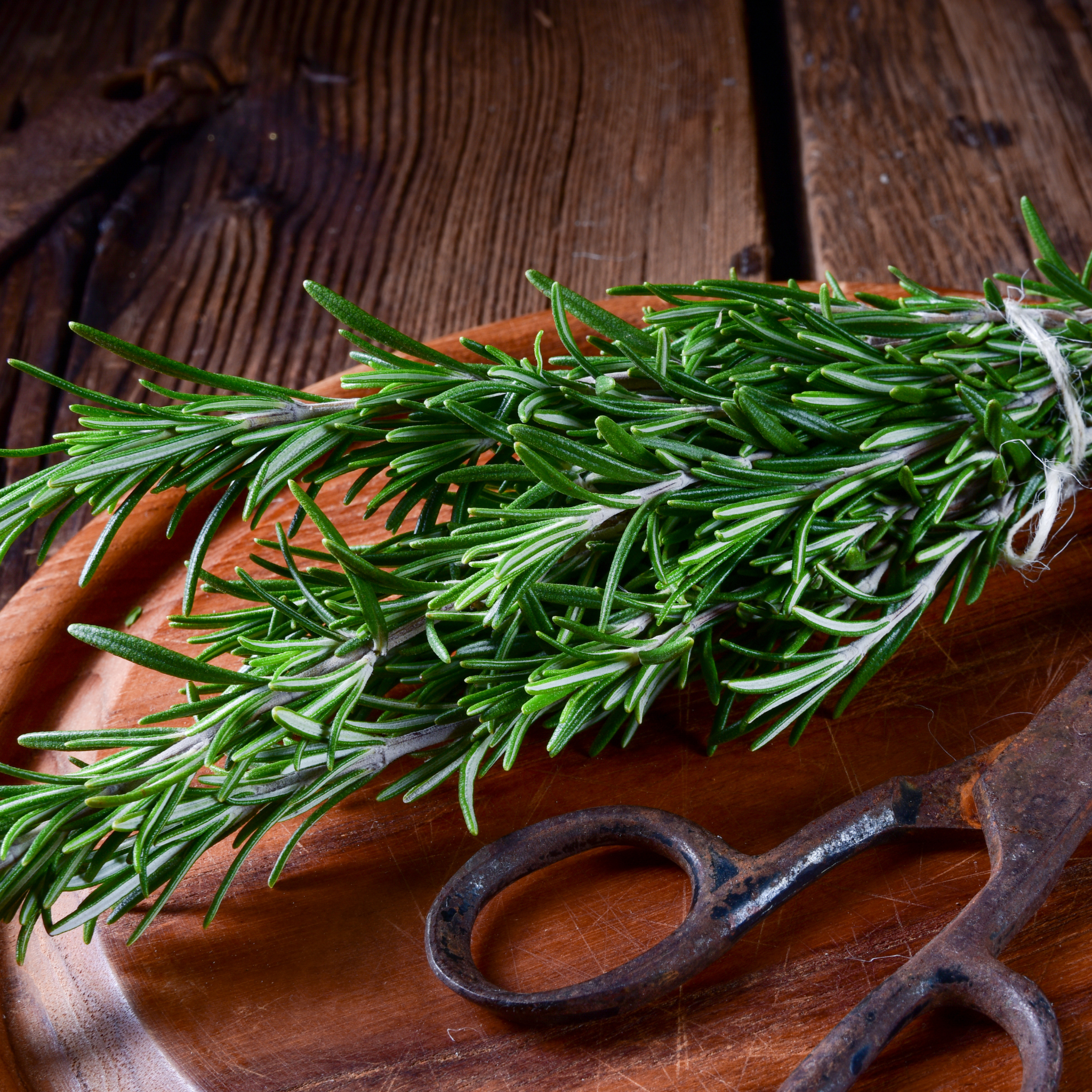 Blue Lagoon Rosemary - Rosmarinus officinalis Blue Lagoon