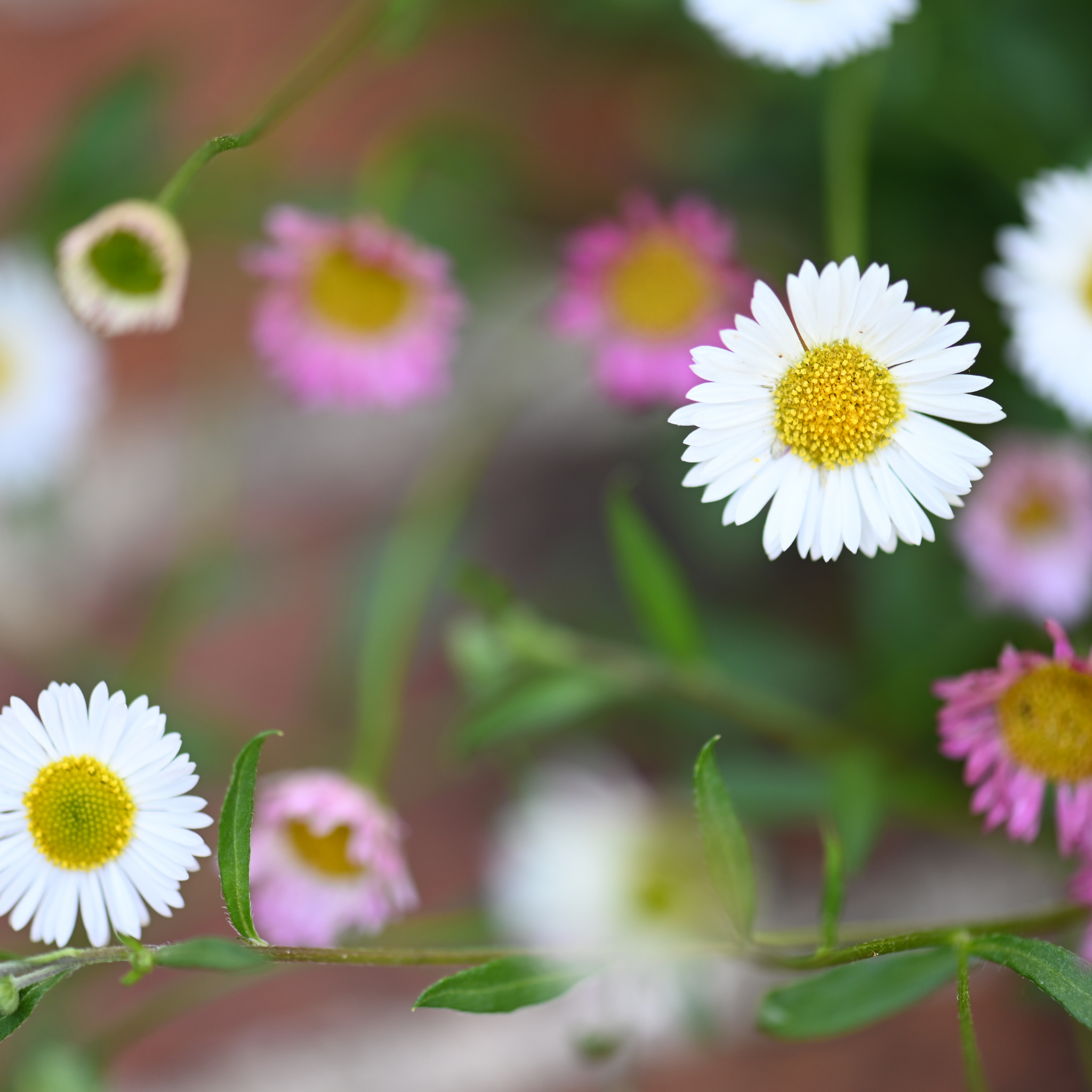 Seaside Daisy - Erigeron karvinskianus