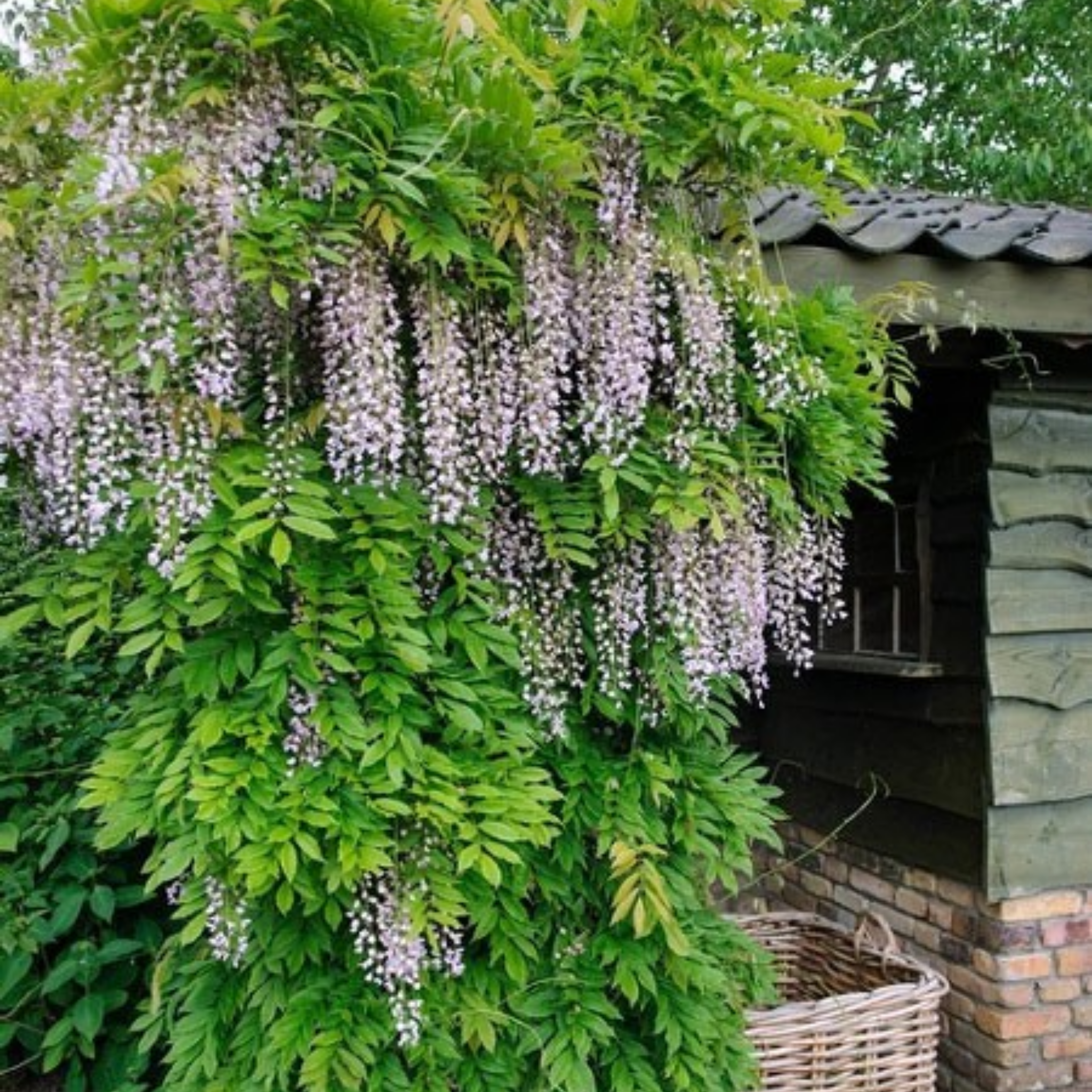 Pink Japanese Wisteria - Wisteria floribunda Honbeni