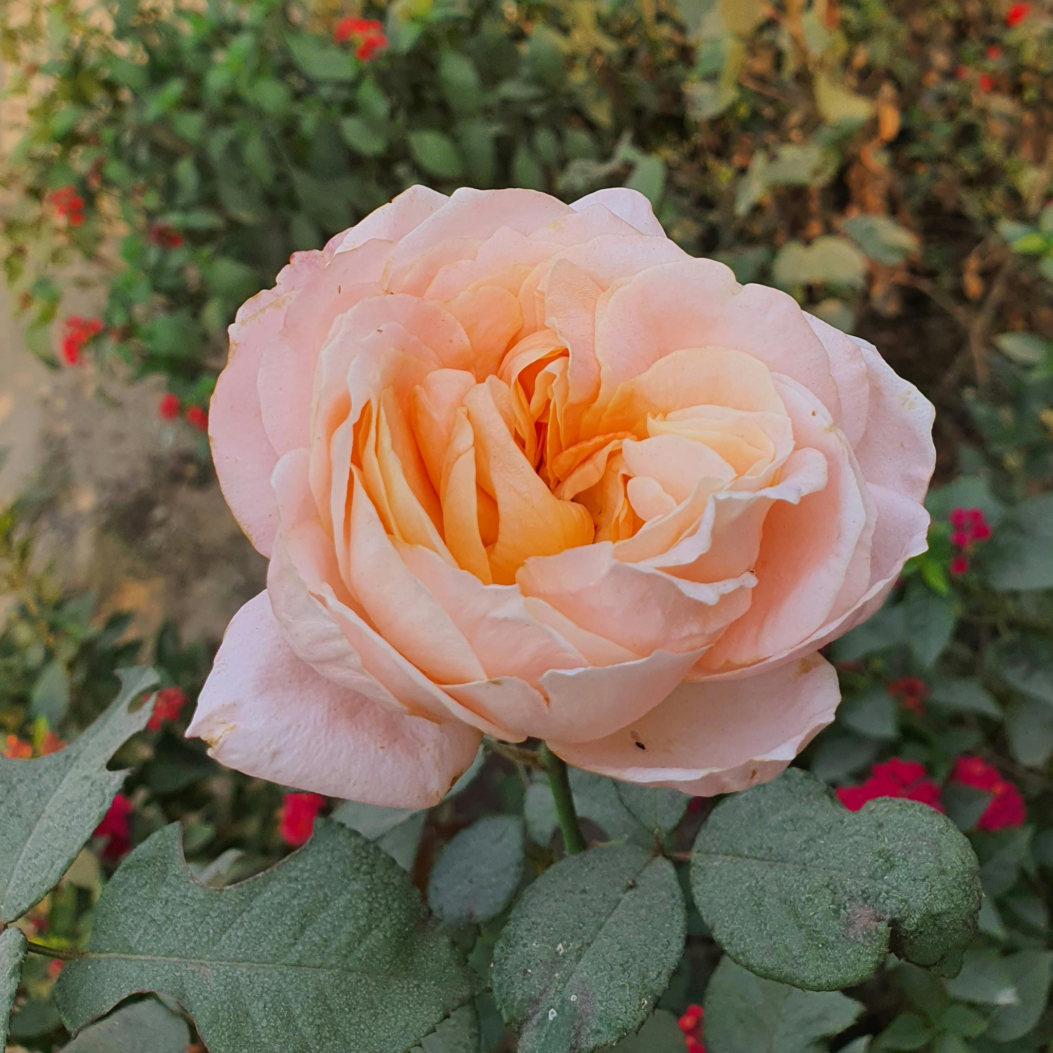 Hybrid Tea Rose - Rosa Princesse Charlene de Monaco