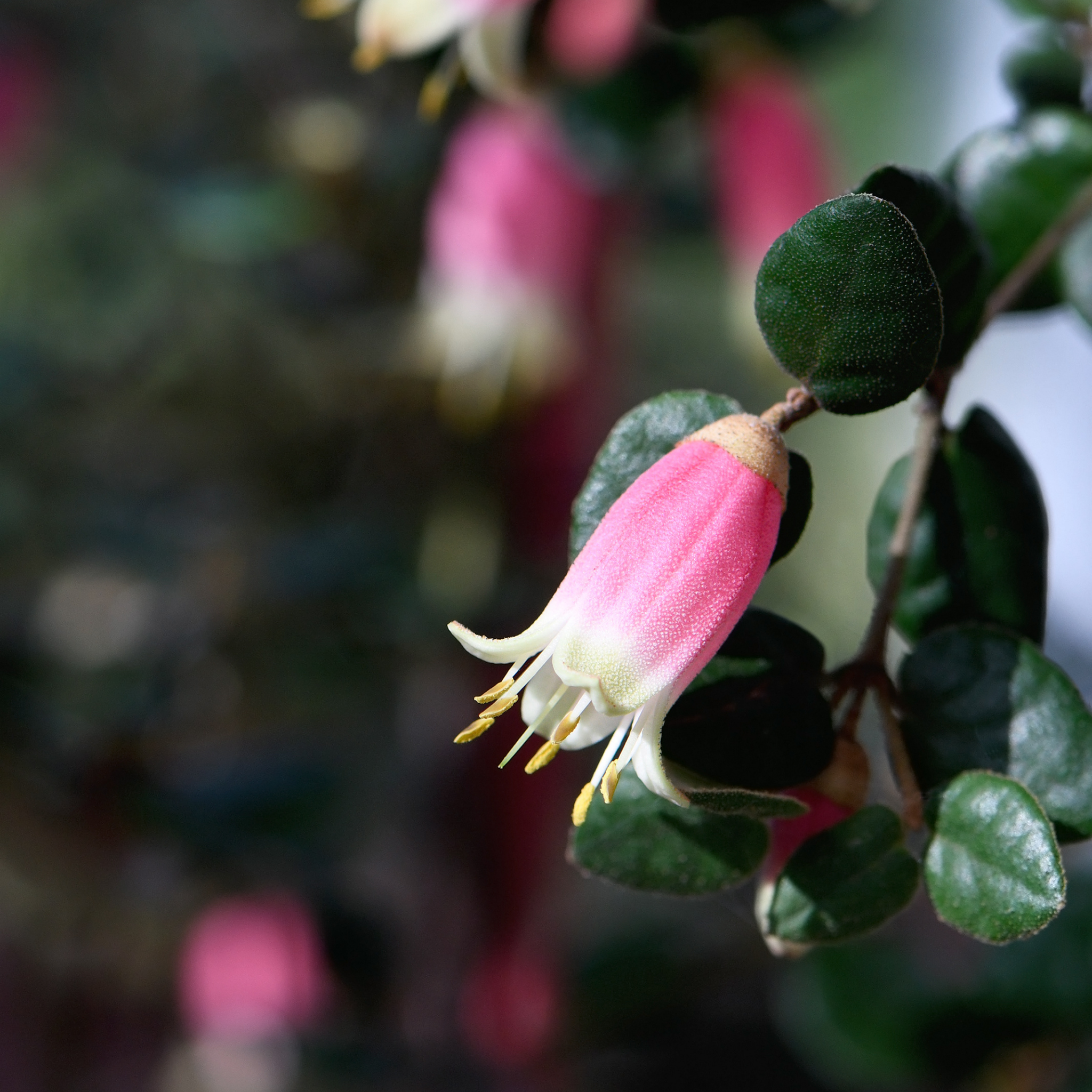 Rock Correa - Correa glabra