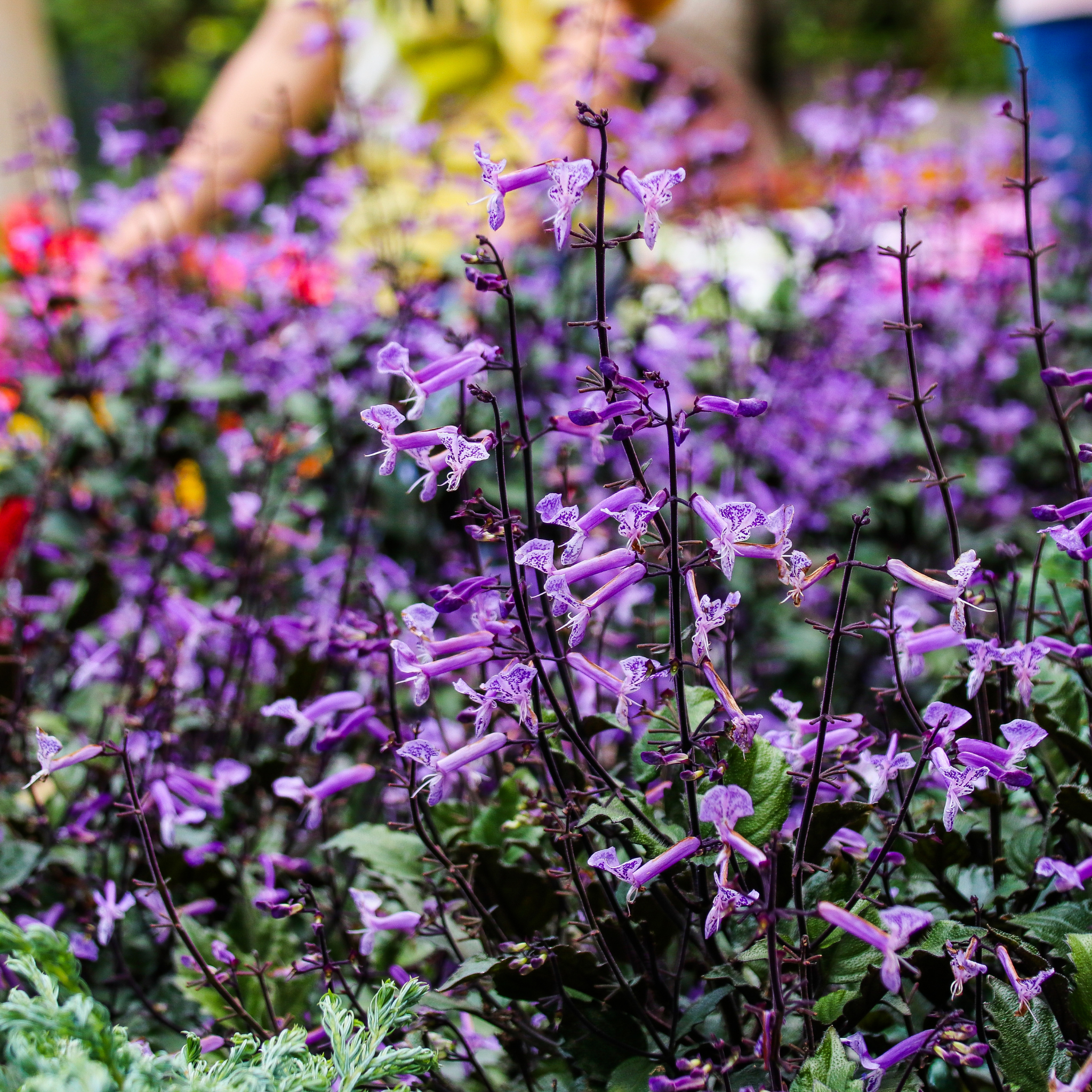 Mona Lavender Spur Flower - Plectranthus hybrida Mona Lavender PBR