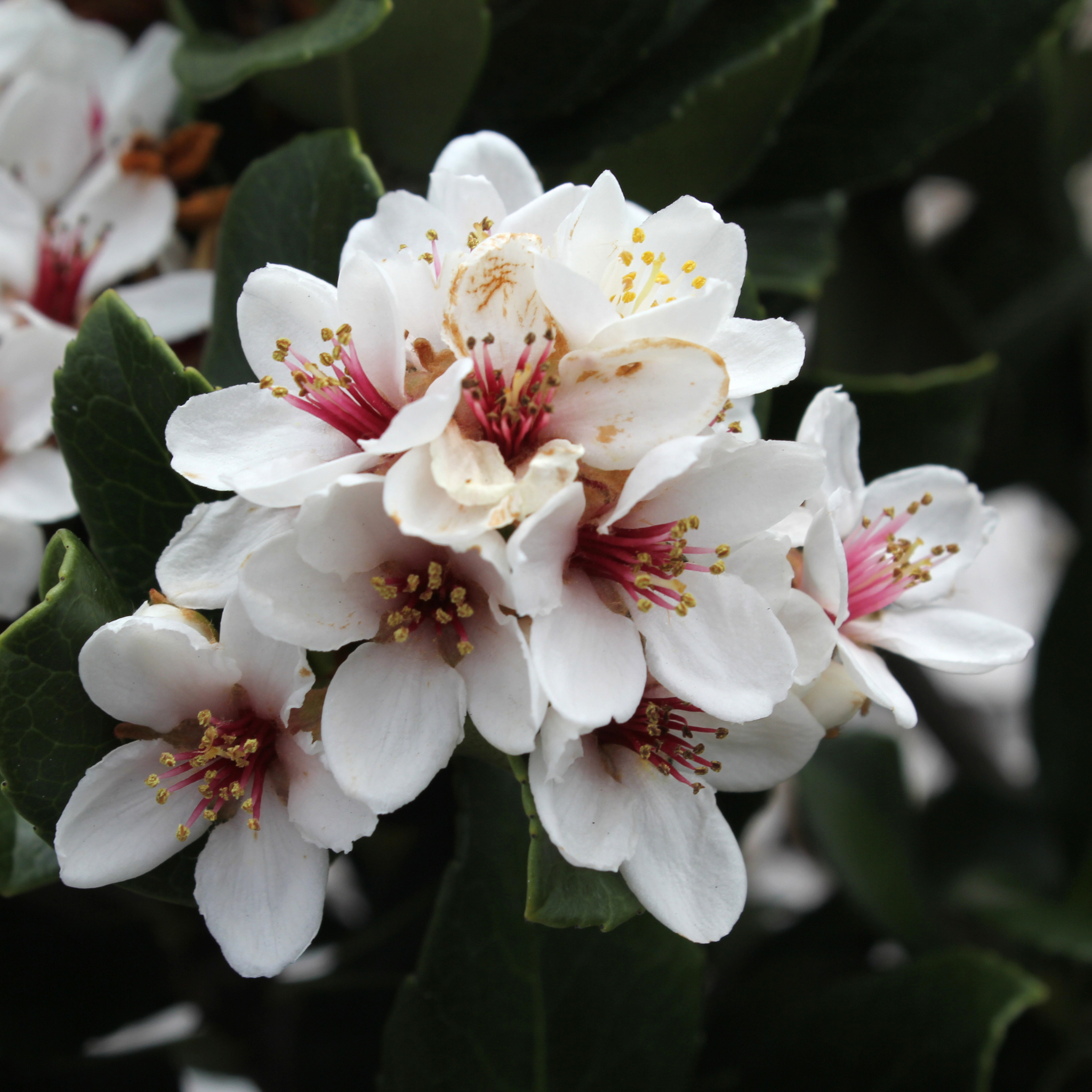 Dwarf Indian hawthorn Minikin - Rhaphiolepis indica Minikin
