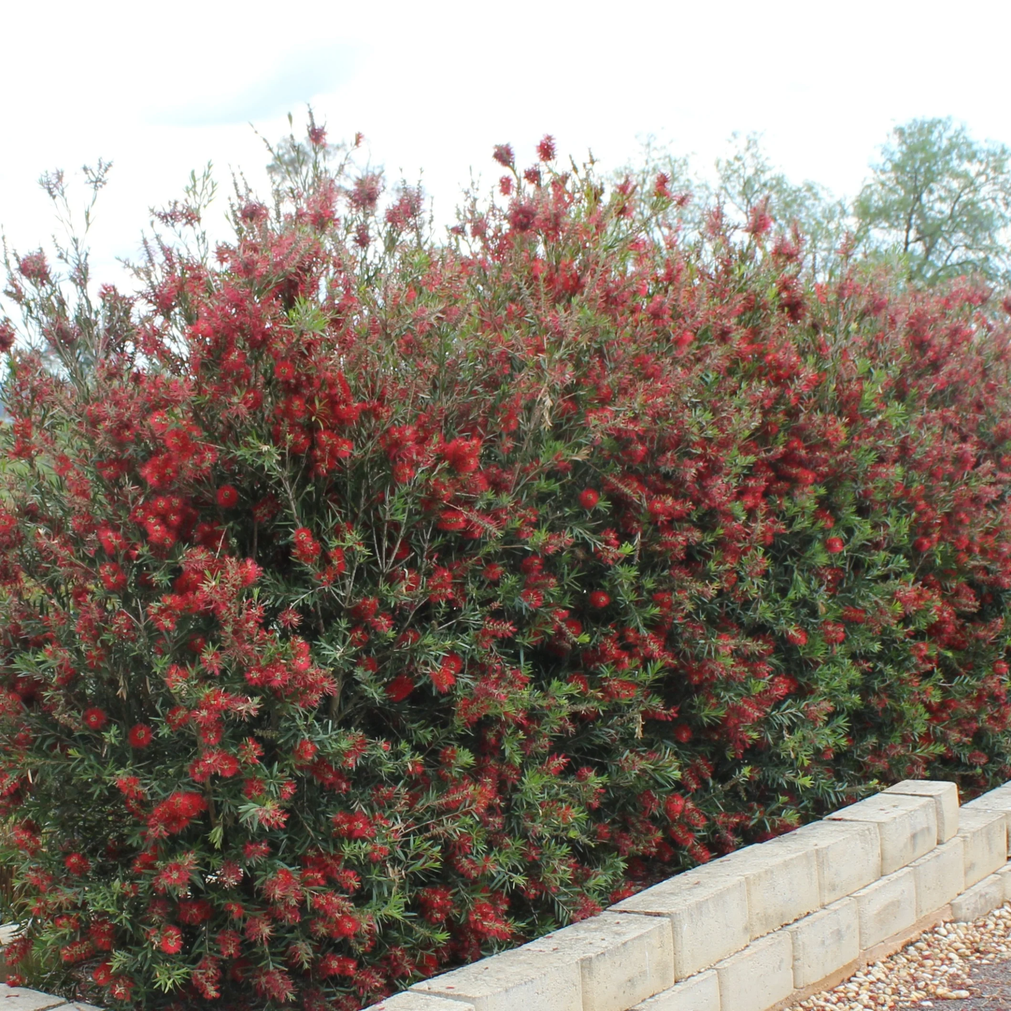 Slim Bottlebrush - Callistemon viminalis 'Slim'