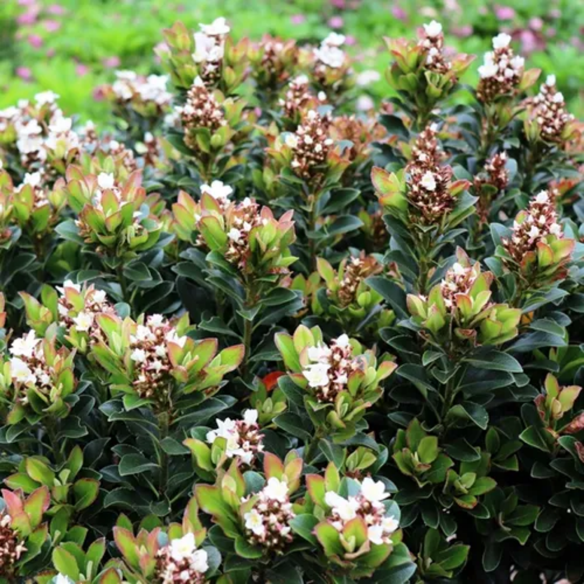 Indian hawthorn Snow Maiden - Rhaphiolepis indica Snow Maiden