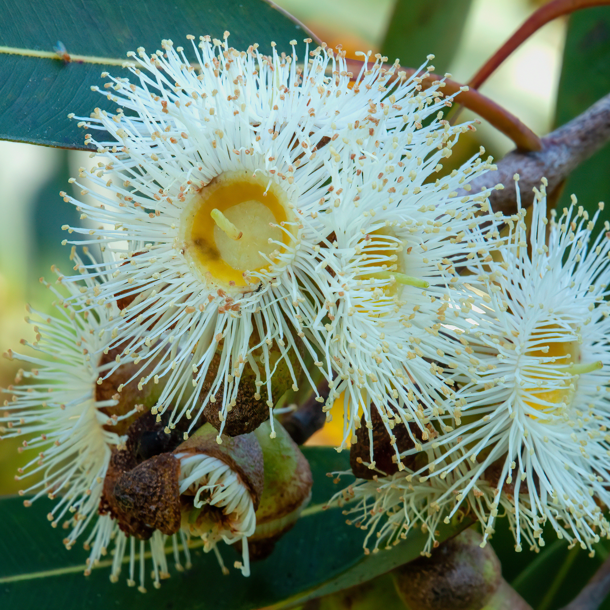 Lemon Scented Gum - Corymbia citriodora