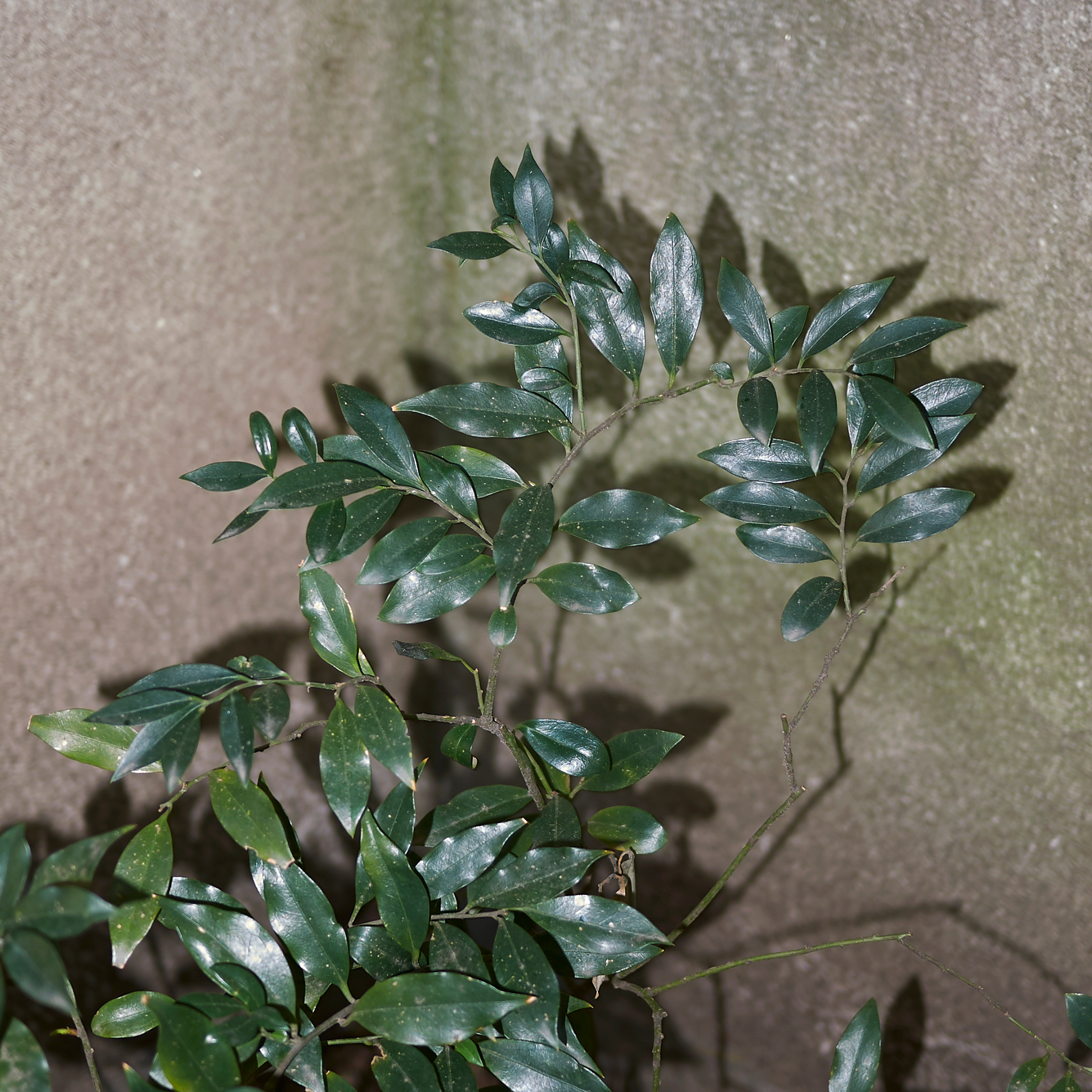 Sweetbox - Sarcococca confusa