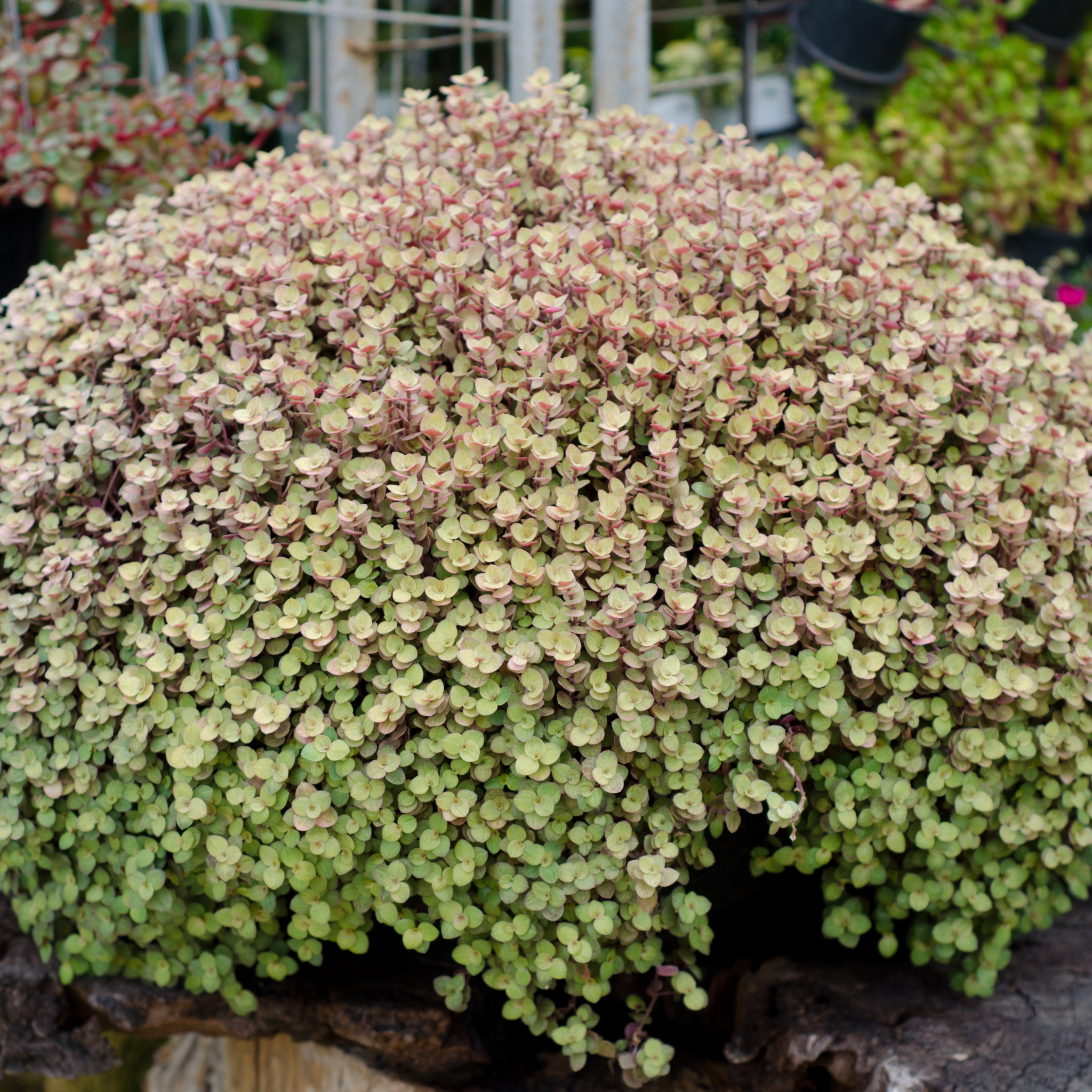 Turtle Vine Pink Panther - Callisia repens Pink Panther