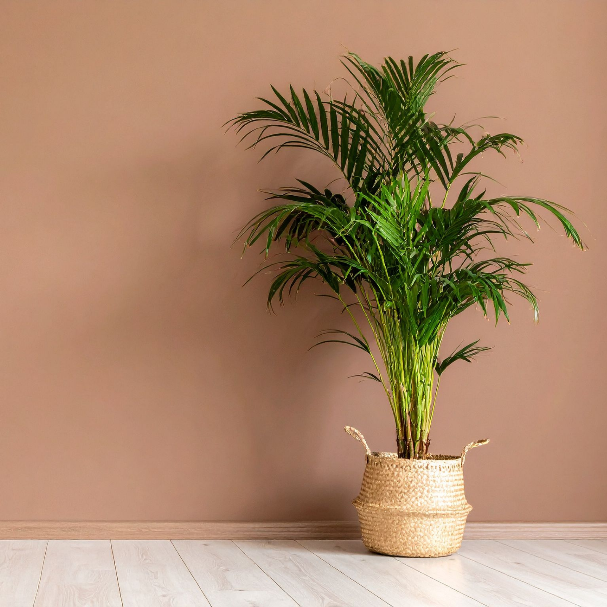 Areca Golden Cane Palm - Dypsis lutescens