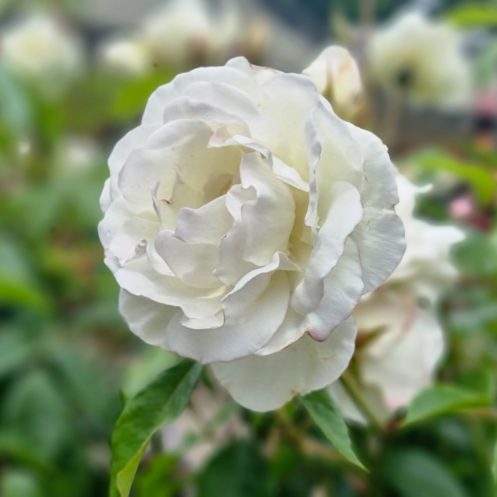 Iceberg Floribunda Rose - Rosa Iceberg
