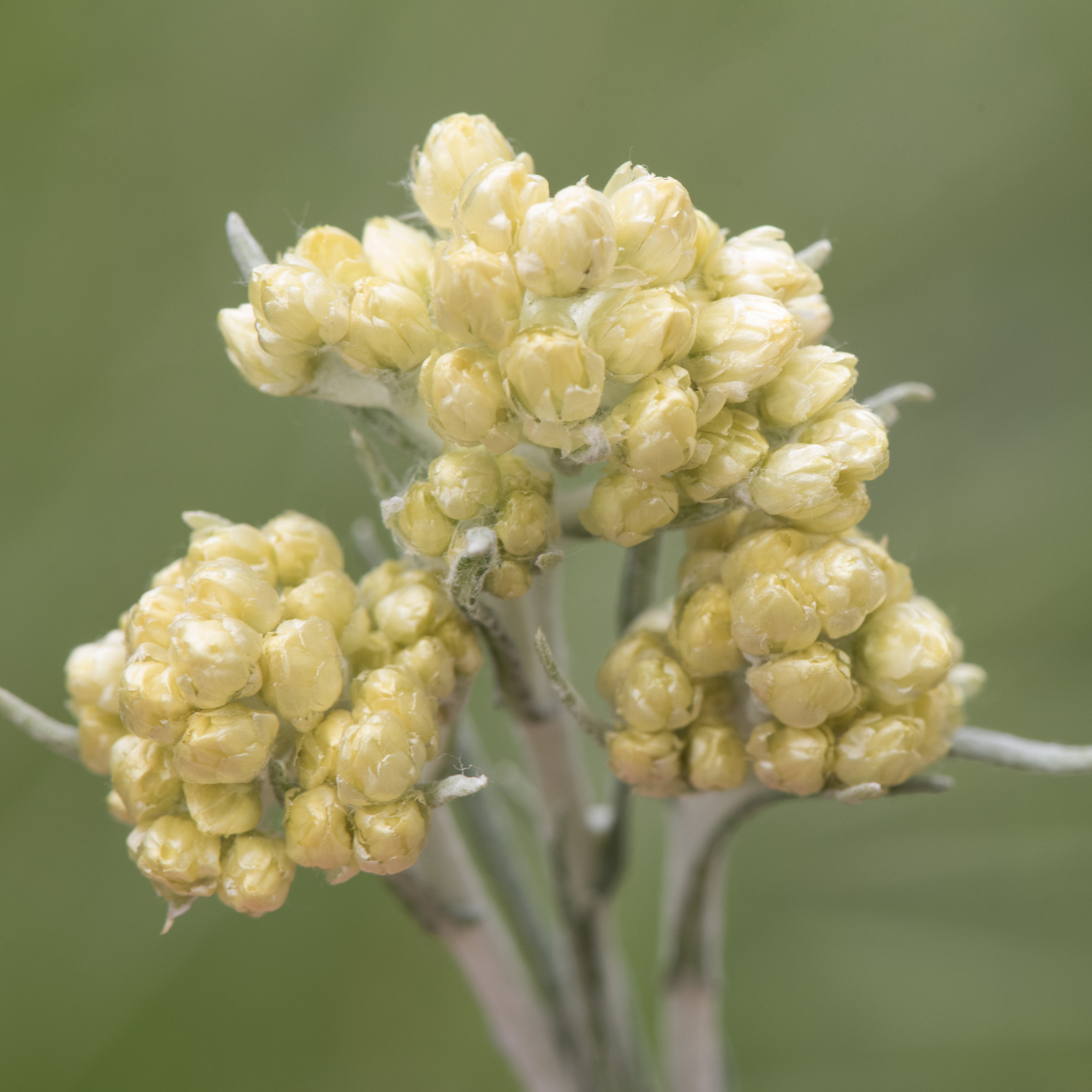 Silver Bush Everlasting Flower - Helichrysum petiolare - Licorice Plant