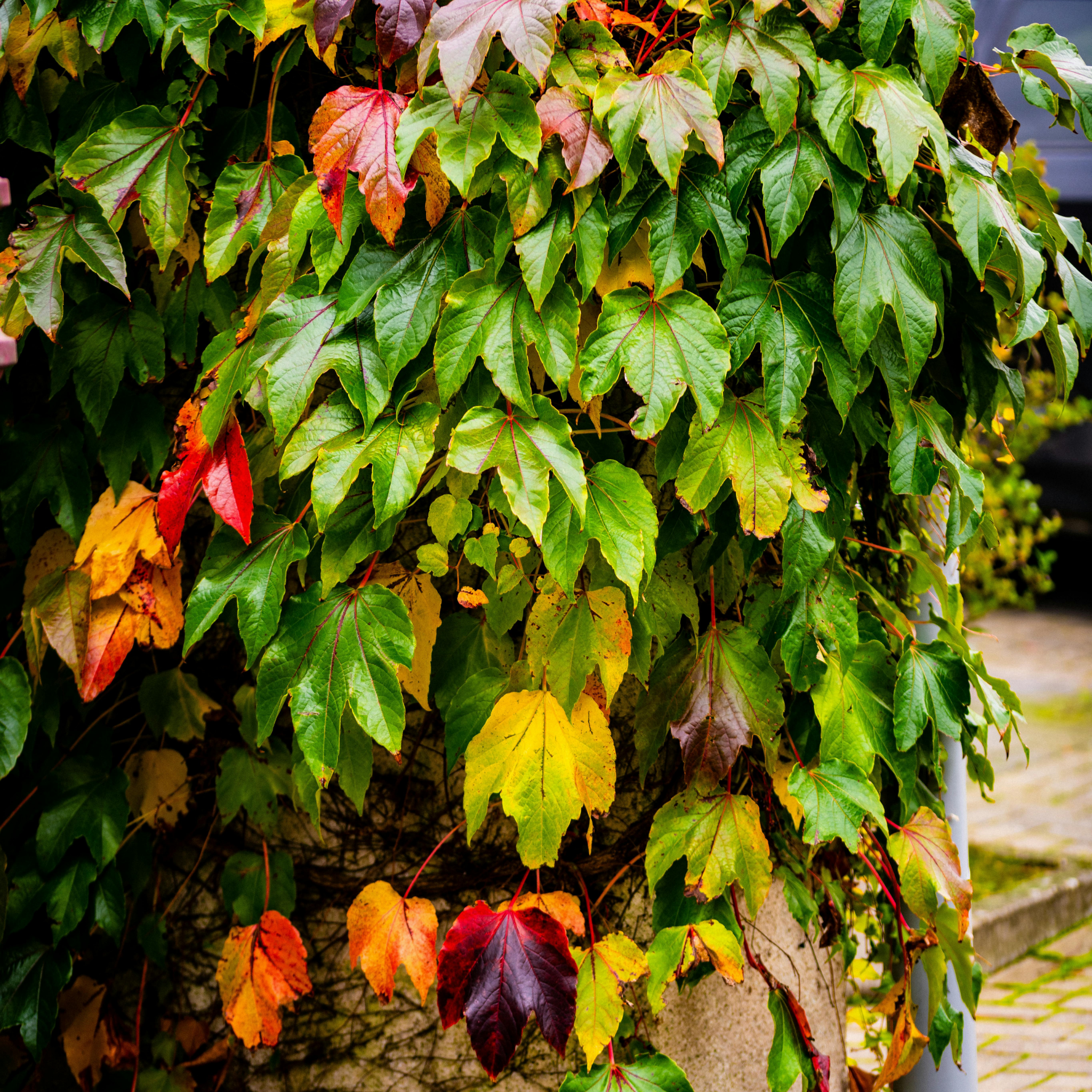 Boston Ivy - Parthenocissus tricuspidata