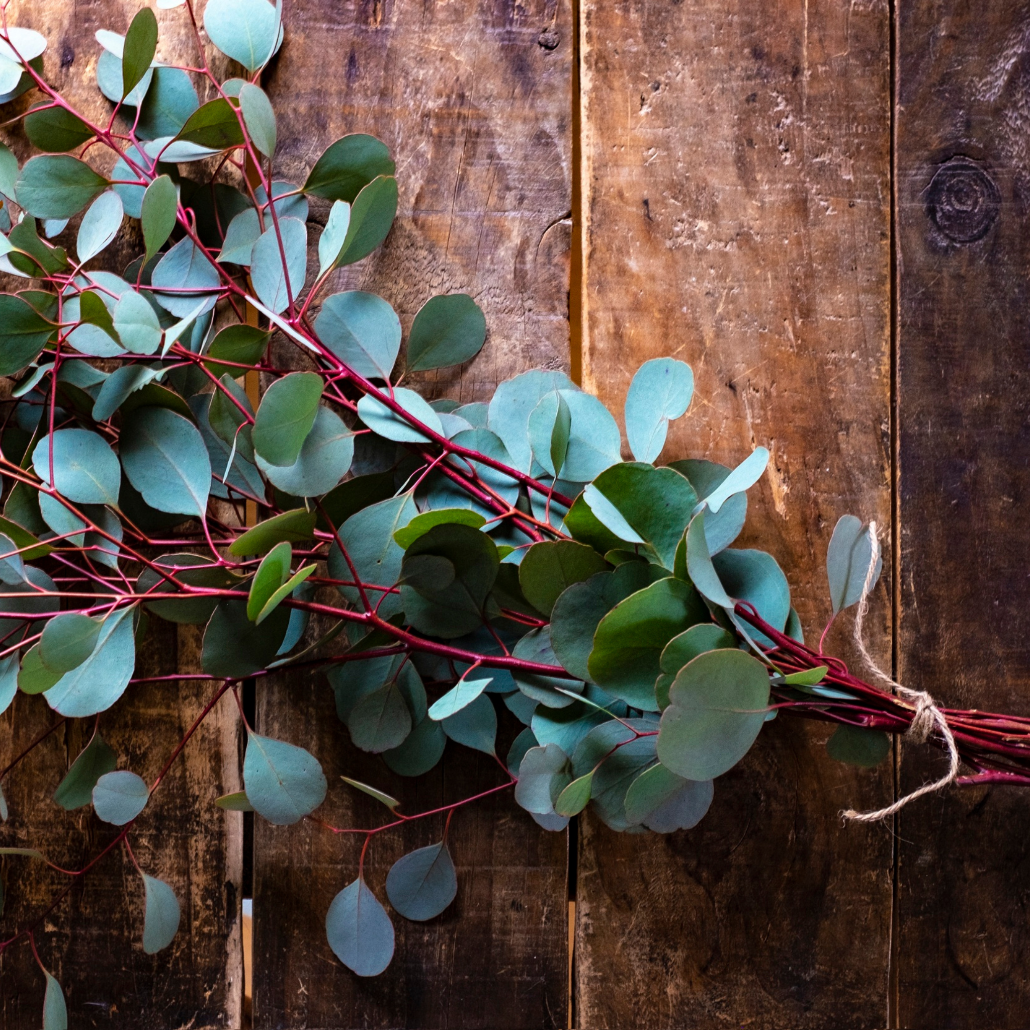 Eucalyptus Red Box Gum - Eucalyptus polyanthemos