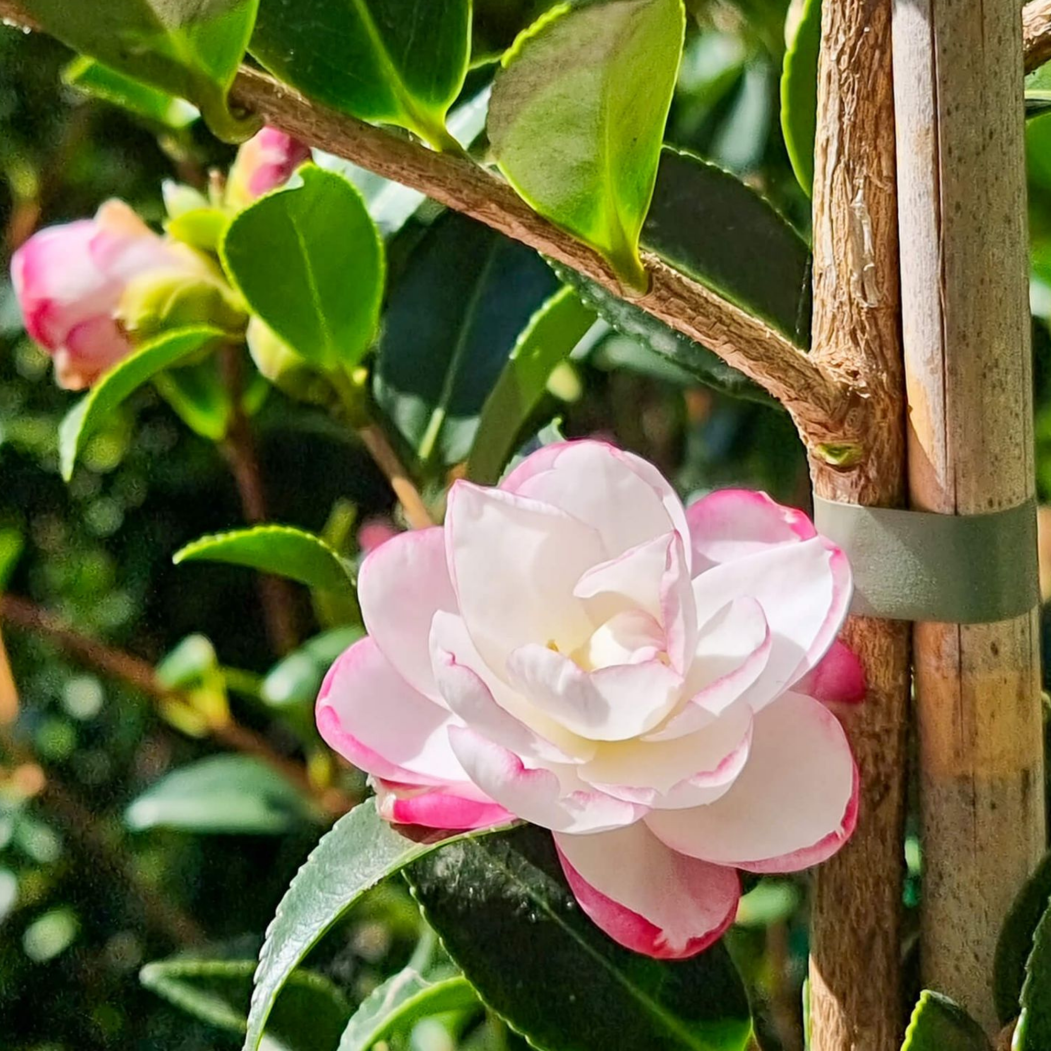Camellia Paradise Blush - Camellia sasanqua 'Paradise Blush'