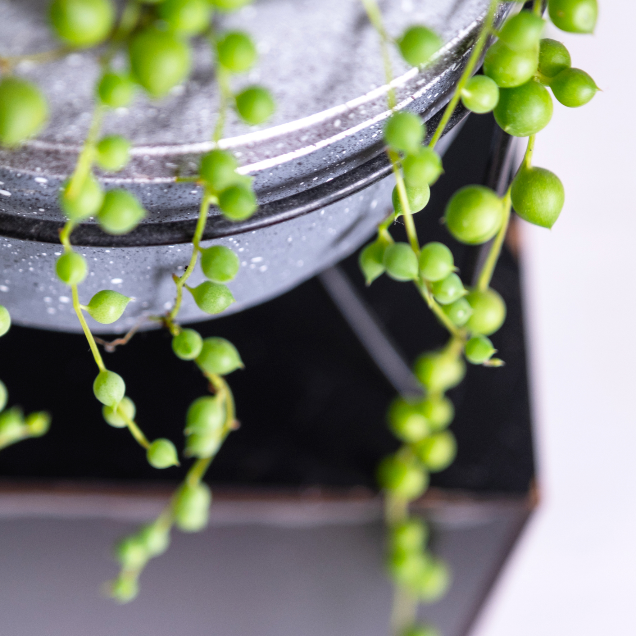String of Pearls - Senecio rowleyanus String of Beads Succulent