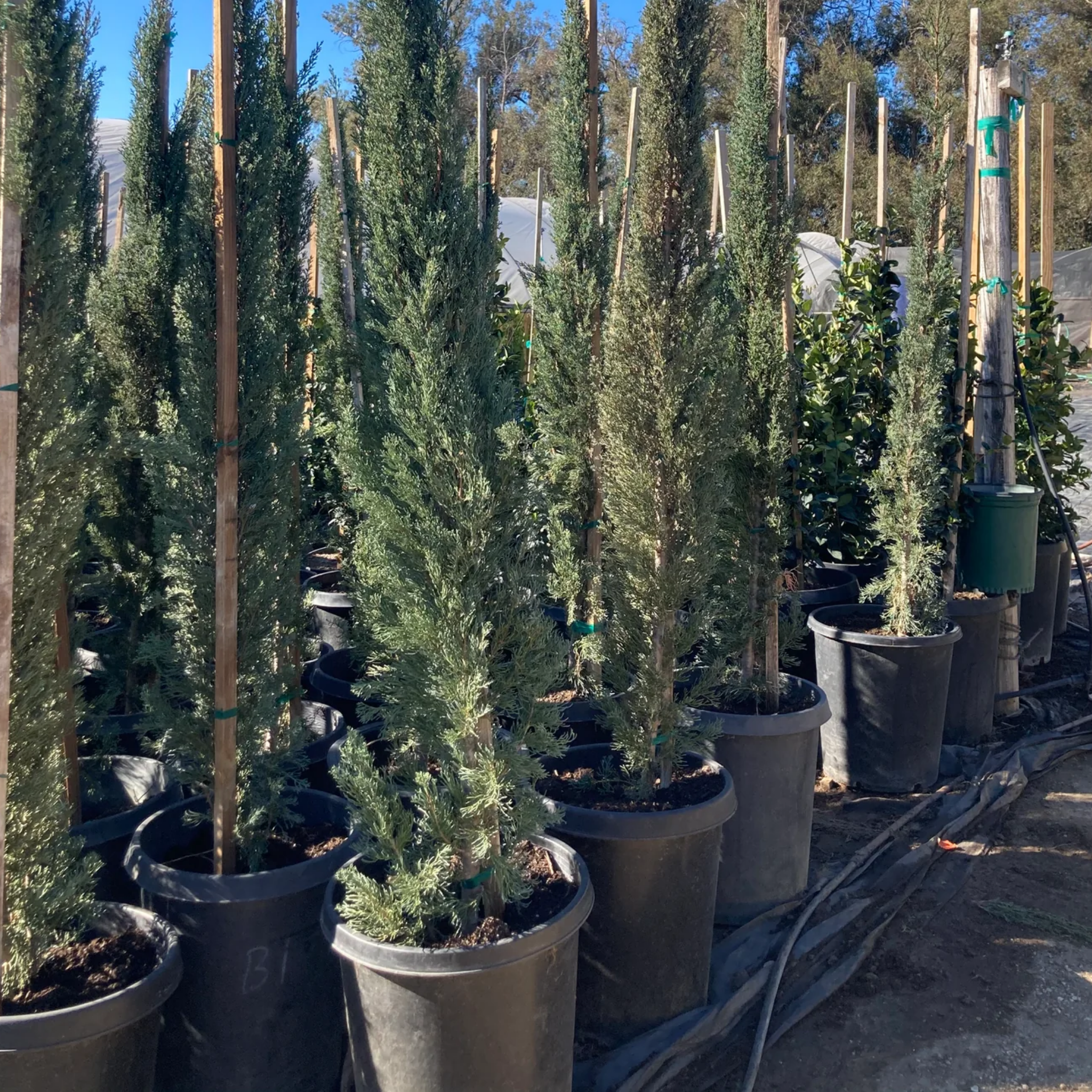 Glauca Pencil Pine - Italian Cypress Cupressus sempervirens