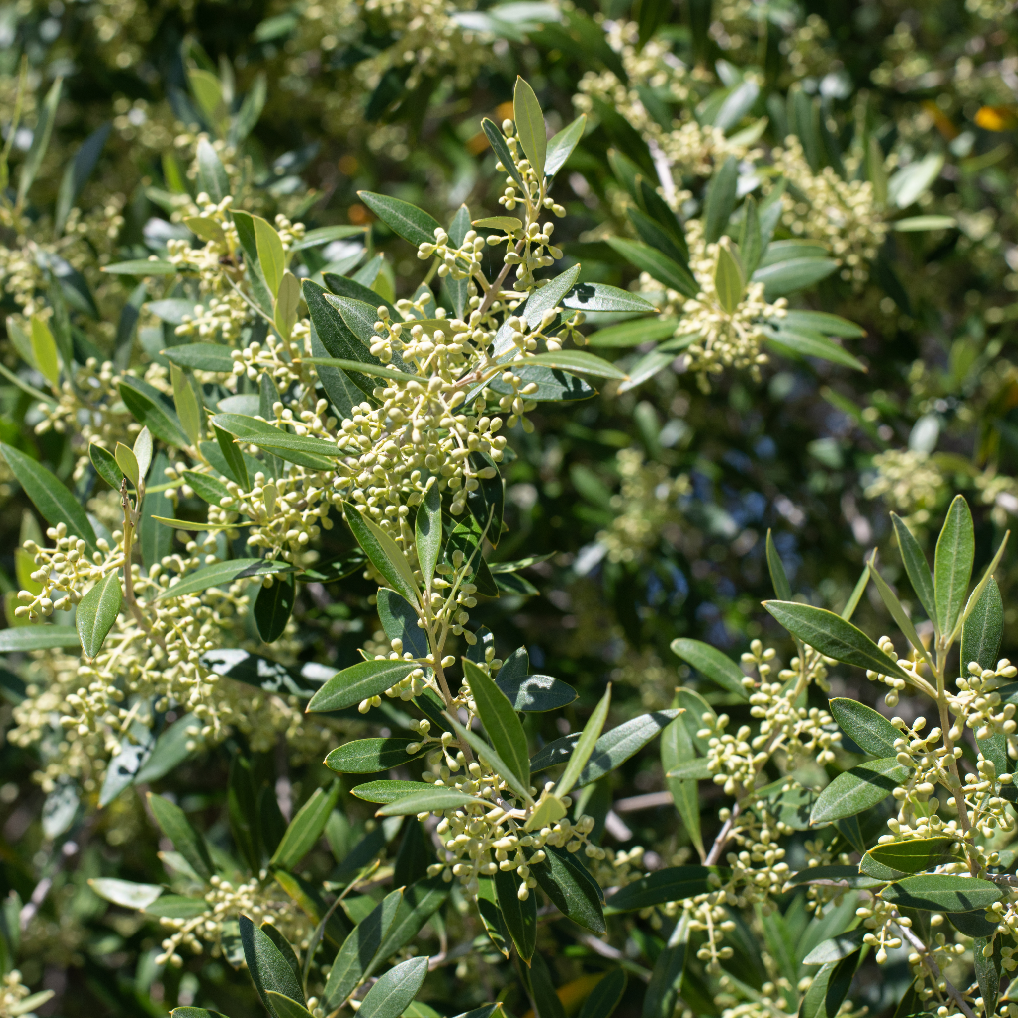 Jumbo Kalamata Olive Tree - Olea europaea Kalamata Jumbo