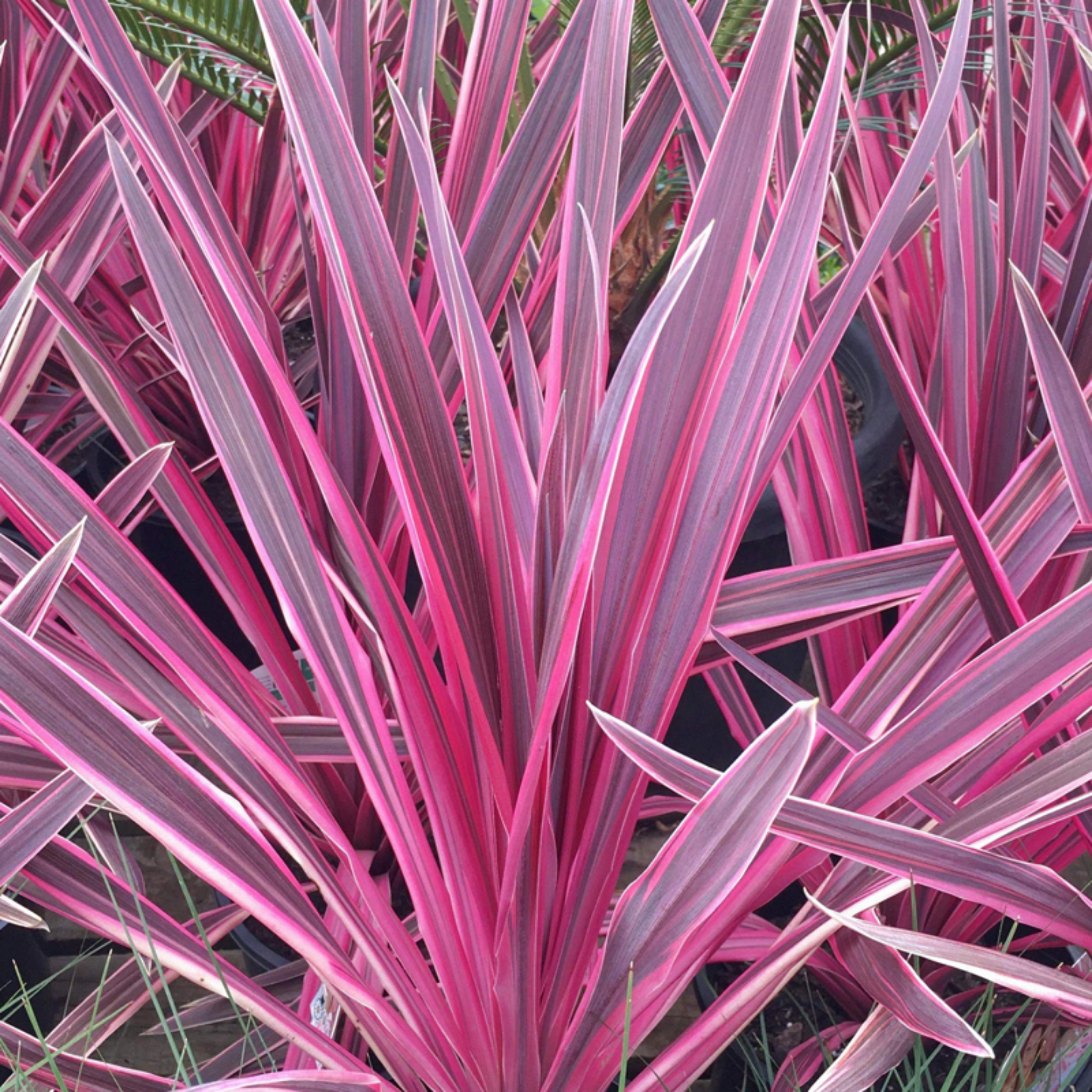 Close-up of pink and purple striped leaves