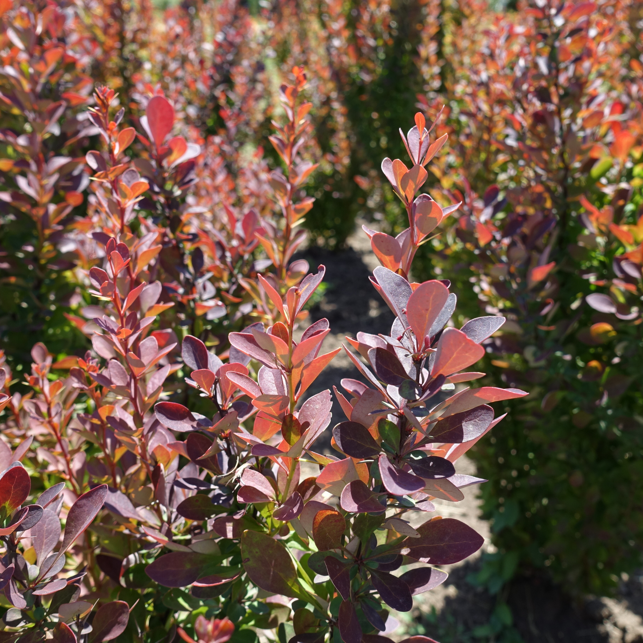 Purple Japanese Barberry - Berberis thunbergii atropurpurea